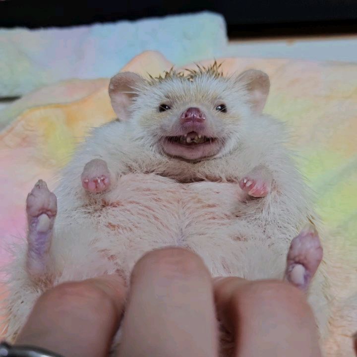 응꼬🦔ᵉᵘᶰᵍ ᵏᵏᵒ
손가락 시점
•
•
•
•
#응꿍뿌 #PetsofInstagram #Hedgehogs #HedgehogLovers #hedgies #pet #hedgie #hedgehogs #erizo
#반려동물 #집사 #고슴도치 #고슴도치그램 #똥싸는선인장 #hedgehog #ハリネズミ #ペット #hérisson #amazonpets #hedgehogcommunity #instagram #daily #follow4followback #좋아요 #팔로우 #likelike #fff #instagood #instadaily #amazonpets
