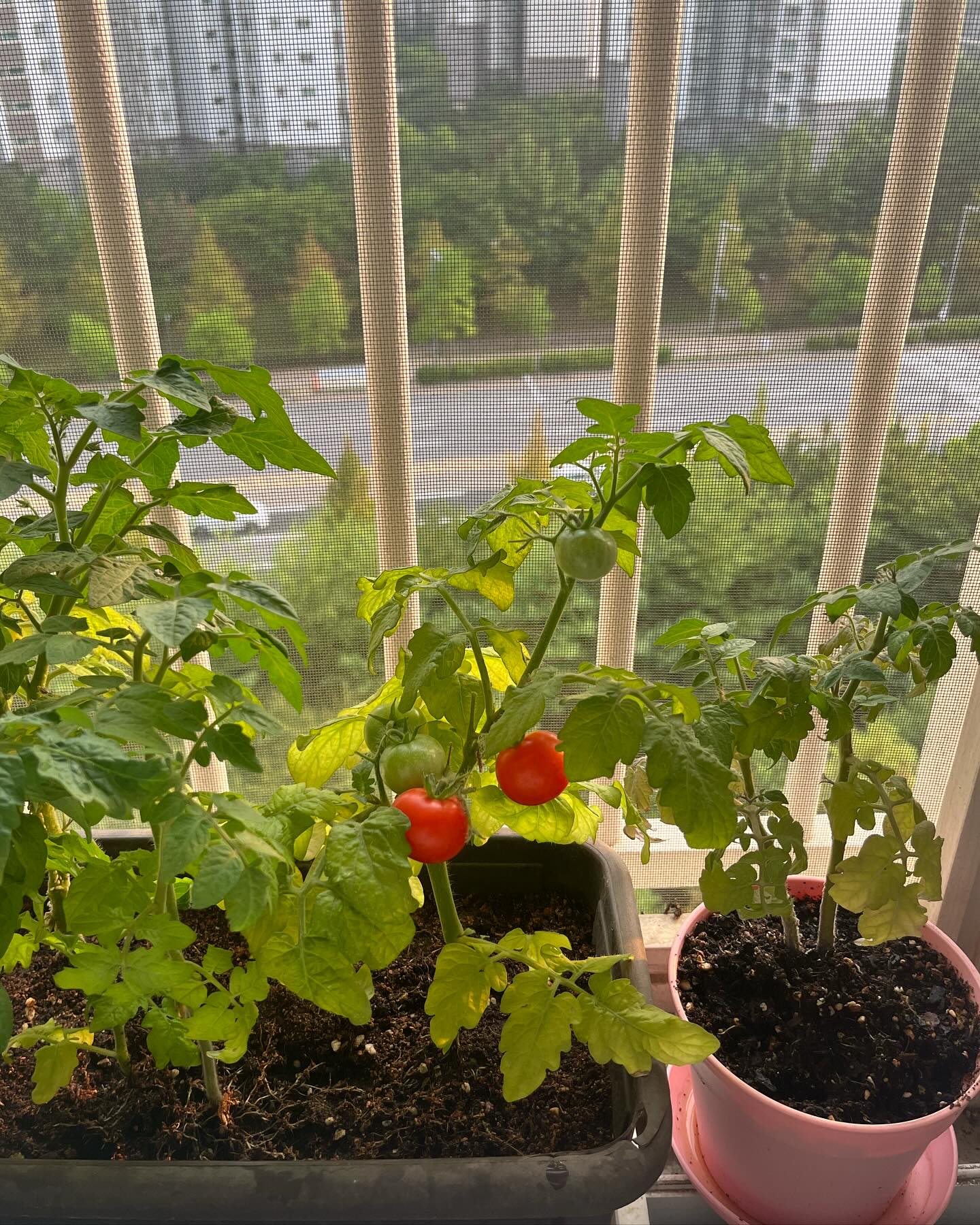 #방울토마토키우기 여름마다 내 숙제 🍅 
나린이가 뜬금없이 토마토먹는다고 해서 
유기농토마토는 나리니 뱃속으로 😊