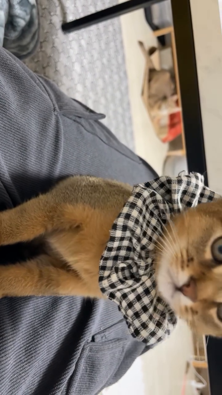 둘다 반응 하넹ㅎ 기여오ㅎㅎ
초점은 루키만 잡혔지만 루이도 쫑긋 듣는즁🐱

.
.
#릴스 #고양이릴스 #고양이스타그램 #고양이집사 #고양이릴스영상 #고양이릴스추천 #아비시니안 #루디 #폰 #쏘렐 #릴스추천