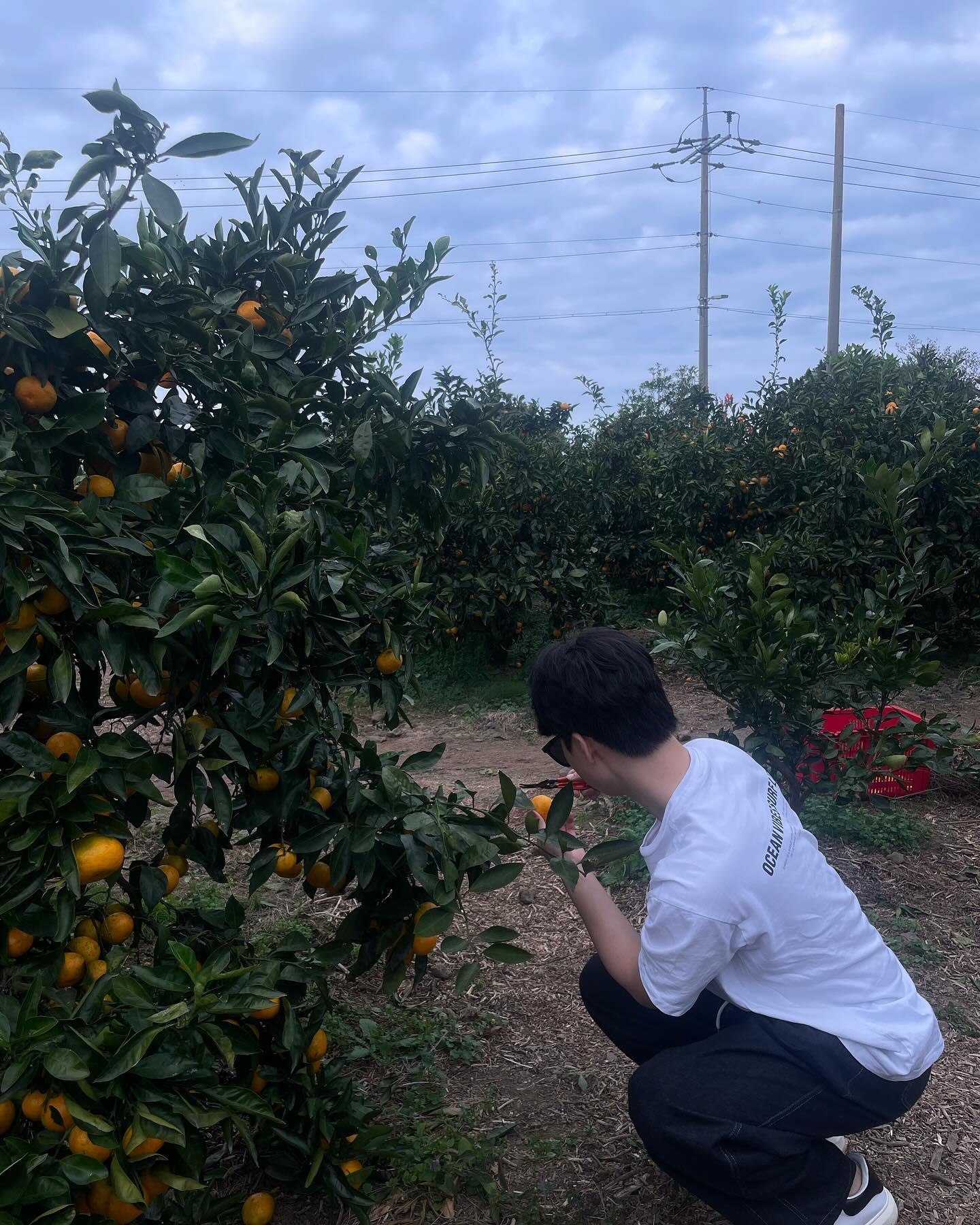 🍊