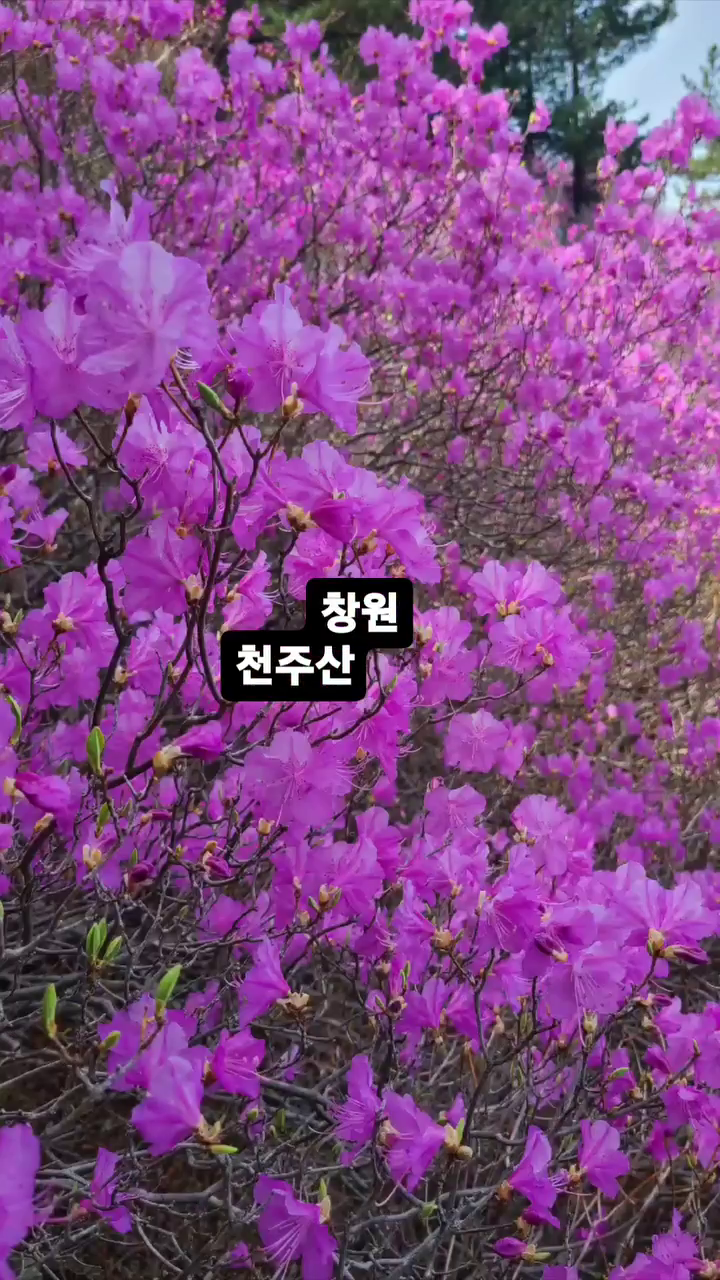 #창원천주산 #창원진달래
#고향의봄 #진달래군락지
#봄꽃 #창원의봄 #봄꽃 
#전국방방곡곡 #구석구석 
#힘듦주의 #준비운동철저 
#깔딱고개많음주의 #안지향챌린지 
#포토스팟

창원 천주산에 진달래가 만발~~^^

주차는 주차장이있지만 자리없을수 있어요

천주산 진달래축제는
4월 8-9일 입니다
높이는 680미터정도구요~ 💕
저는 쉬엄쉬엄 갔다왔고
준비해갔던 김밥도 먹고 내려와서
4시간 정도 걸렸어요~🤭🤭🤭

힘들었지만 너무너무 아름다웠던~
창원 천주산 진달래 군락지였습니다~❣️