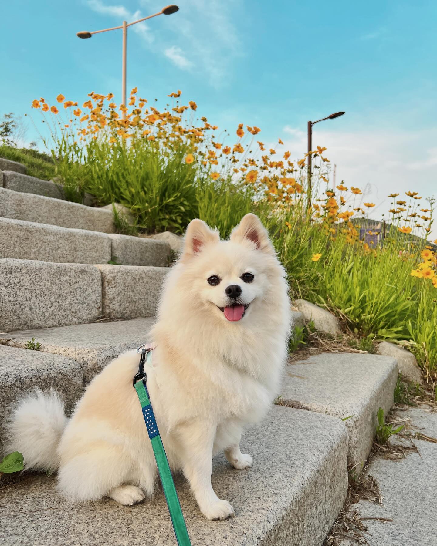 귀요미 눈누 등장이요~*\(^o^)/*
오늘 아빠 쉬는 날 이라 
점심엔 아빠랑 산책 실컷하고
저녁엔 엄마랑 씬나게 했또😍

엄마가 꽃 옆에 앉아보래😍
내가 딱 포즈 취해줬쥐~
나 눈누 잖어~~~🥰

날씨도 좋고 입꼬리가
나도 모르게 올라가는거 있지

오늘 넘 소듕하댜 🫰🏻

#예쁜폼피츠 #폼피츠눈누 #폼피츠그램 #힐링타임 #소중한시간❤️ #예쁜강아지 #멍스타그램 #댕댕이 #멍뭉이 #오산완🦮