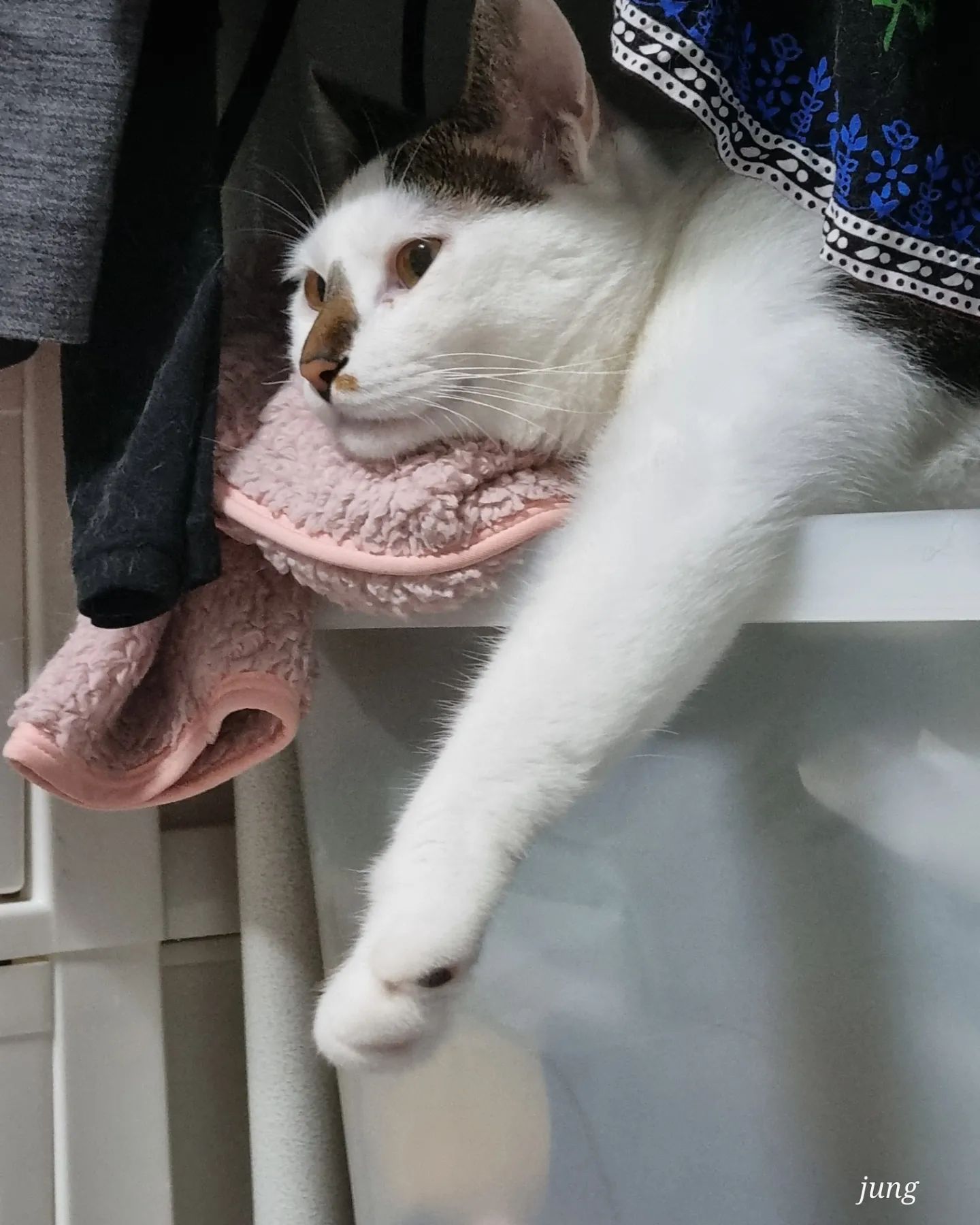냥냥~~굿모닝

#야옹이 #냥스타그램 #코숏 #귀여운고양이