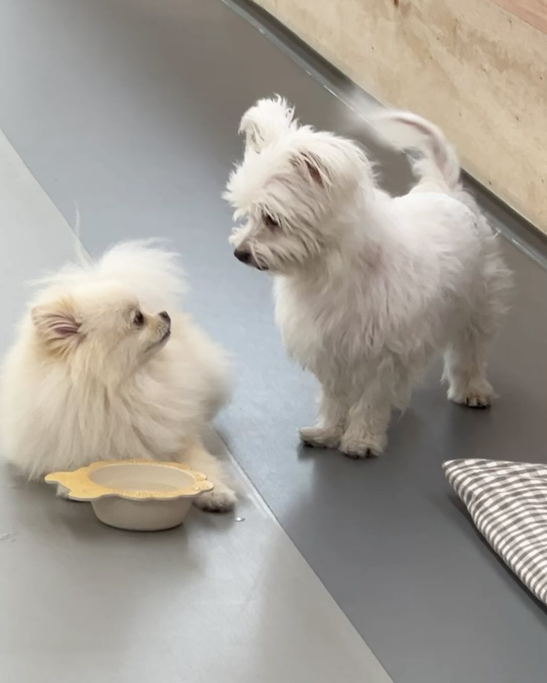 한달 사이에 너무 좋아진 박흰둥🐶💖
아직 한달 더 지켜봐야하지만,,
써클링 횟수도 많이 줄고 밥도 잘먹고
뇌종양 보다는 뇌출혈 의심으로 보고..
14년만에 처음간 애견카페에서 
너무 잘놀고 뛰어가는 모습보고 울컥..
온 가족이 흰둥이 한테 집중해서 좋아진거라 생각❤️
오늘 선생님 휴진이신데 일부러 흰둥이 때문에 
나오셔서 진료봐주시고 너는 기적이다💖