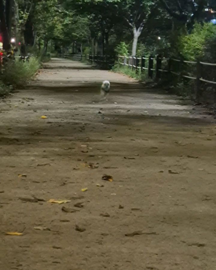 🚶‍♂️ 🚶‍♀️ 

아빠랑 누나새꾸랑  아침산책 2시간
아빠랑 엄마랑 누나새꾸랑  저녁산책 2시간 

김블리 댕뻗음🫠 
총총총 잘 걸어서 너무 귀여움🥰 

마지막엔 안겨왔지만 
14짤 아가 👶  너무 기특해!!! 

뿔리야 잘 자고, 
내일 아침에도 일어나서 같이 운동가자~ ㅋㅋㅋㅋㅋ

.
.
.

#블리 #vely #lovely #흰둥이 #말티즈 #maltese #댕댕이 #반려견 #소형견 #🐕 #🐶 #견스타그램 #개스타그램 #멍스타그램 #인스타독 #펫스타그램 #말티그램 #말티 #말티는사랑입니다 #dogs #강아지 #멍멍이 #犬 #핵귀염둥이 #❤ #💕 #깜찍이 #미말 #20240903