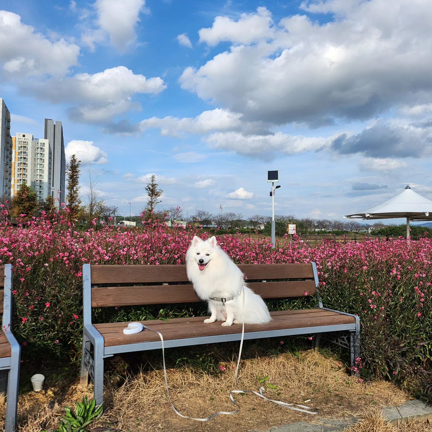 #날이좋아서☀️ #좀멀리마실 #날이다했네☀☀️☀️☀️☀️🌈️ #화보네화보야💕 #더글라스 #딸기치즈스무디는쫀맛탱🥤 bobo___911