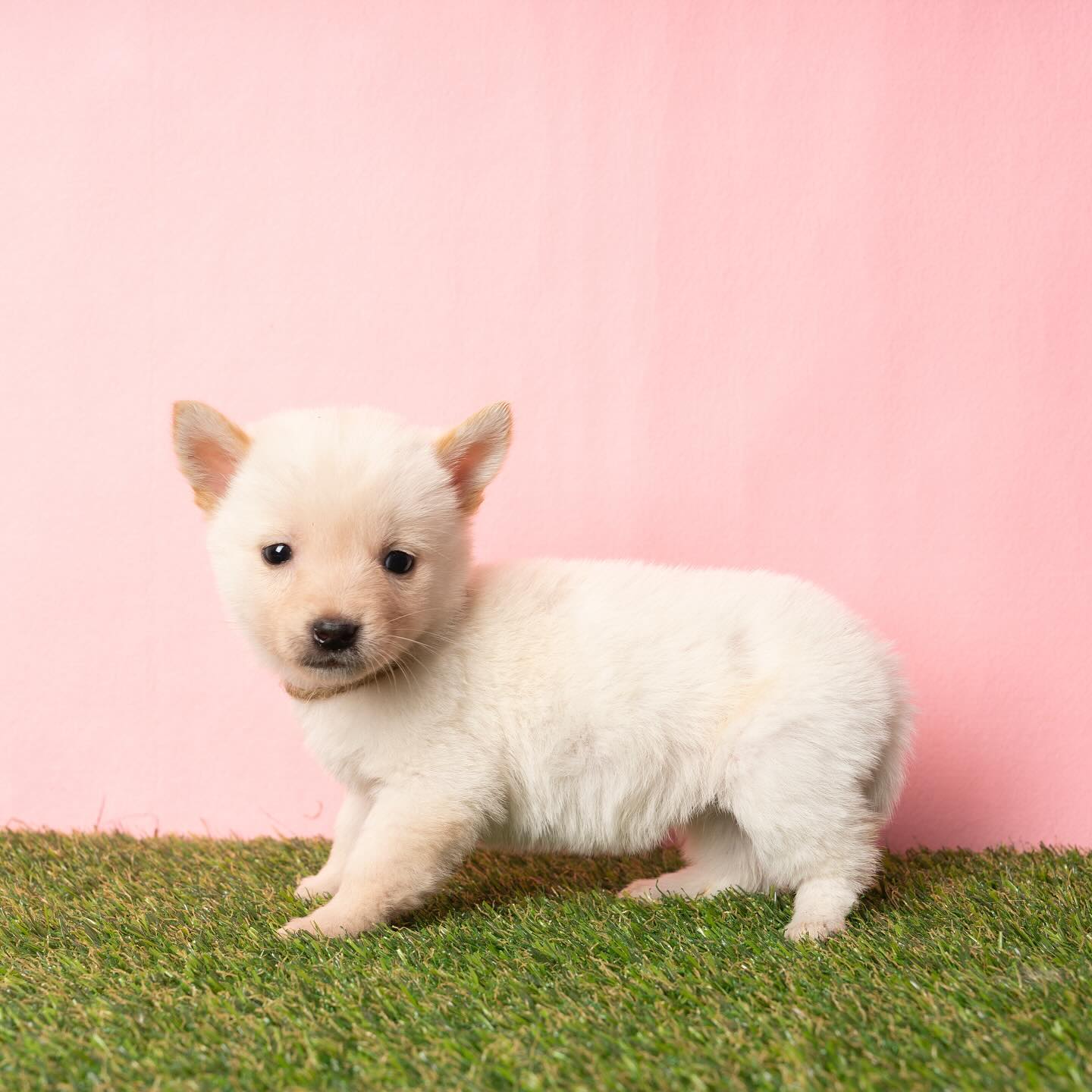 애기들 가족 찾아요🐶❤️ 심장에 이로운 ㄷㅓ 많은 사진들은 find_mydog_ 에서 확인하실 수 있답니다!! 유기견 사진봉사 파마독 많관부 🫶🏻