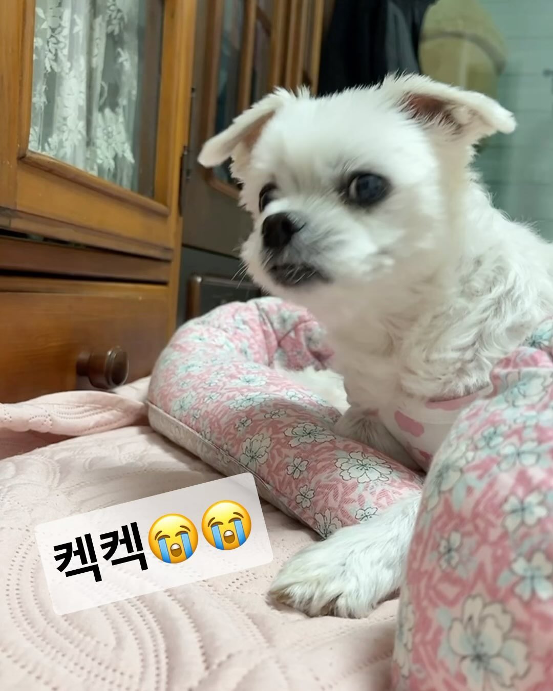 #개은우 #차은우 #얼굴천재

친구들아~ 기관지염 정말 죽겠오
거위 기침 꺼ㄱㄱ꺽꺽🦢🦢🦢 켁켁켁켁
#유성동물병원 가서 주사 두 방 맞고, 약도 잘 먹궁, 울옴마가 물수건도 온 집안에 놔주시궁, 좀 많이 나아졌지만,
기관지염 걸린 친구들아~ 다들 힘내 보쟝♡♡♡ 안 걸린 친구들도 다들 기관지 건강 정말 정말 조심행😥😥

⠀
#아프지말자 #건강챙기자 #엄마고마워요❤️ 
#강아지기관지염 

#오콩 #콩이 #대전토박이 #대전토박이랍니다🙋🏻‍♂️ #대전의아들 #대전의개아들 #차은우닮은강아지 #차은우닮은꼴
#말티즈 #강아지 #maltese #dog #멍멍이 #댕댕이 #반려견 #견주소통 #멍팔 #멍팔맞팔 #댕팔맞팔 #강아지친구 #강아지친구환영 #강아지친구들맞팔해요❤