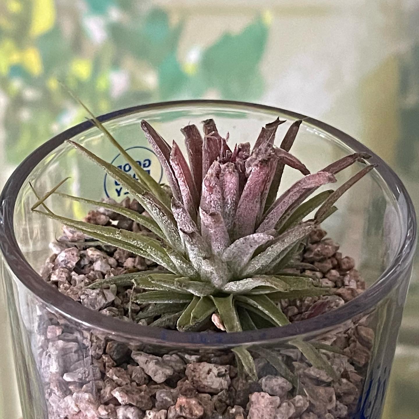 고양이가 다 씹어먹은 이오난사..🌱

모니터 앞이 너무 허전해서 꾸밀것을 찾던 중
독성이 없어 고양이에게 무해하다는 이오난사를 들였으나..

안보는 사이에 야금야금 드시더니
이틀만에 장렬히 전사하였습니다..🥹

고양이 전용으로 식물 하나 해주면
다른건 안 건드린다는 말을 믿고
보리, 밀, 귀리를 키워보기로 했어요😤

물에 8시간 이상 불리고 키워야지
발아가 잘 된다고 해서 열심히 기다리는데
벌써부터 관심 폭발하는중🤣

#캣그라스 #냥집사일상