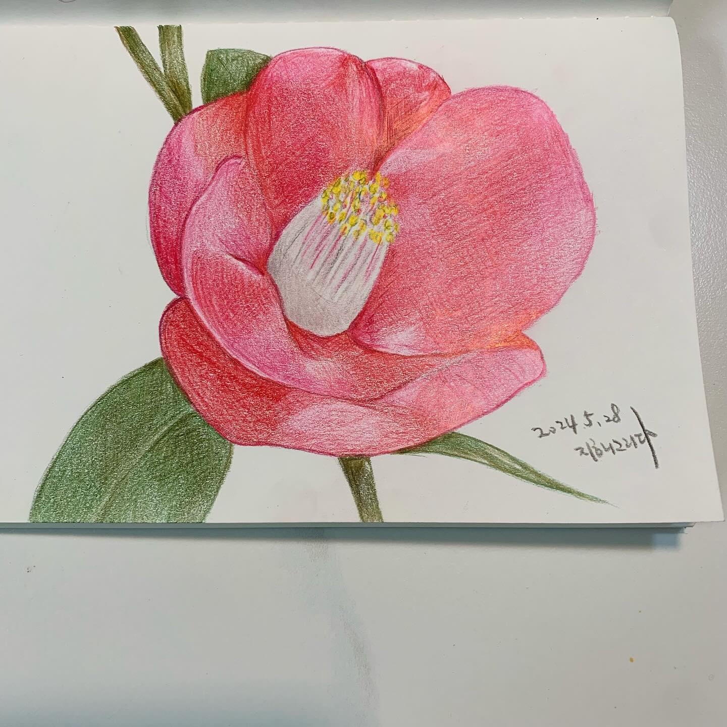 .
볼수록 매력있는 꽃,
그리다 보면 마음이 치유되는 꽃,
동백.
​.
.