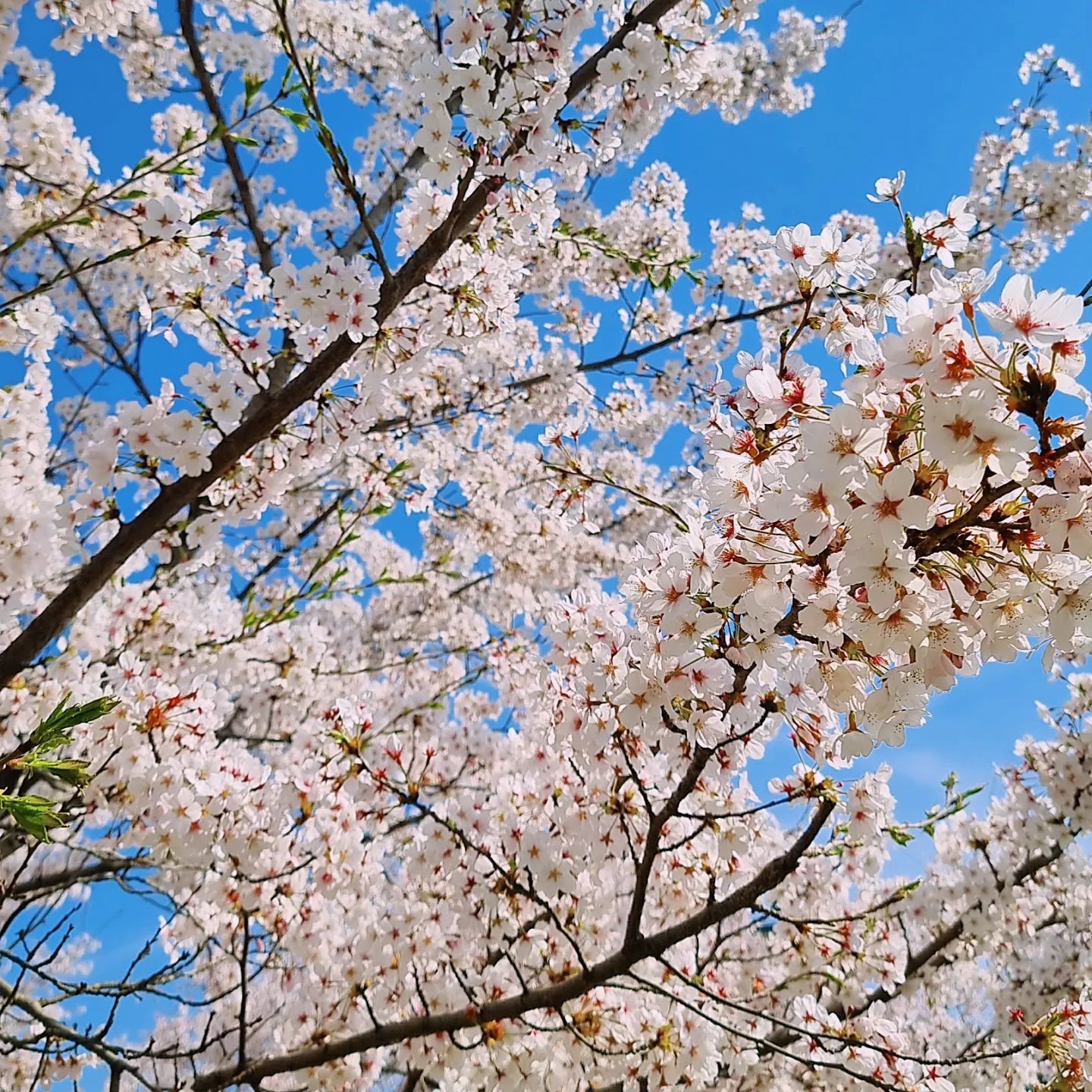 올해 벚꽃구경🌸
날이 좋아서 막 찍어도 너무 예쁘다😍😍

#벚꽃 #벚꽃스타그램 #일상 #올해벚꽃구경끝