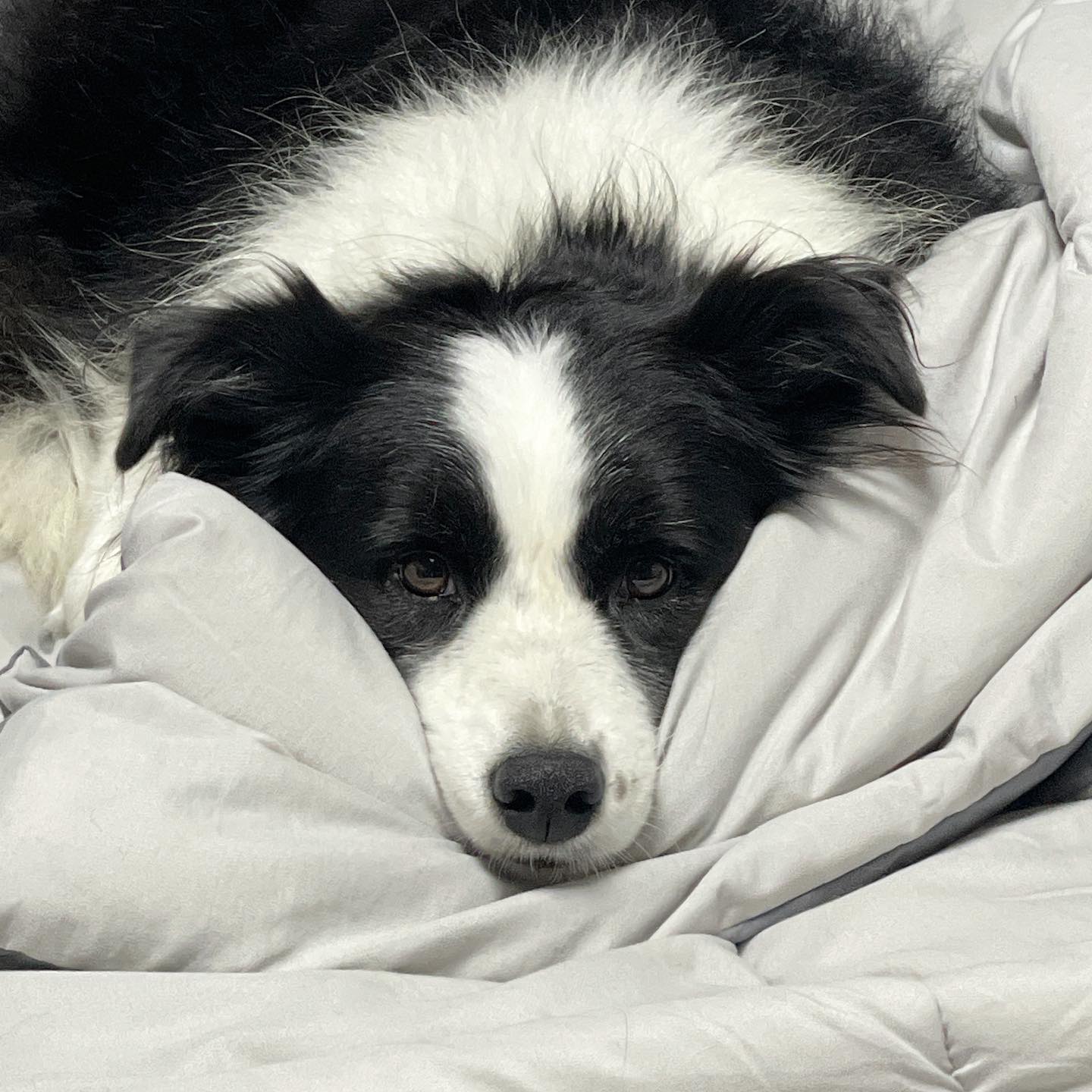 오랜만에 인스타🤭
누리킴 5짤소녀
#bordercollie#groenendael#보더콜리#그로넨달#좋아요#육아일기