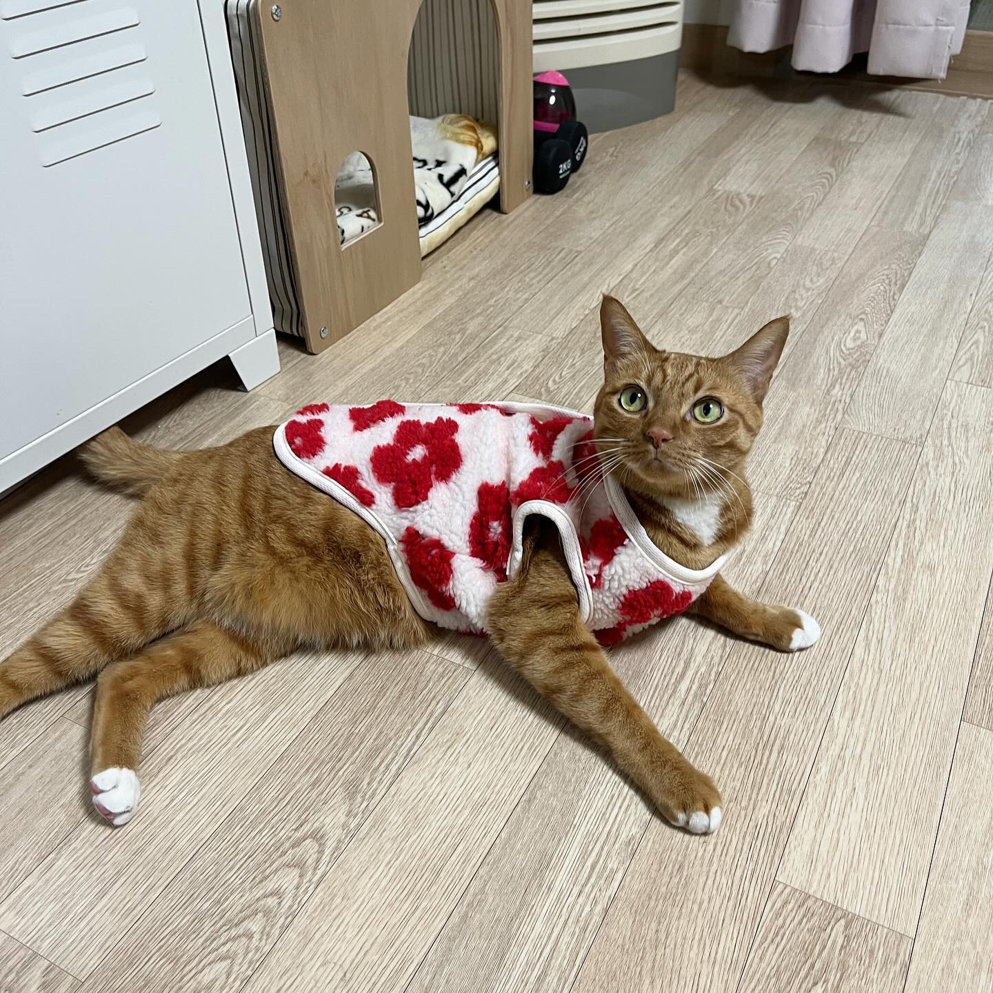 겨울맞이 꼬까옷 입은 귤이공듀☃️🐾🐱
할모이 쪼끼 잘어울리냥~~~🎶🎶
