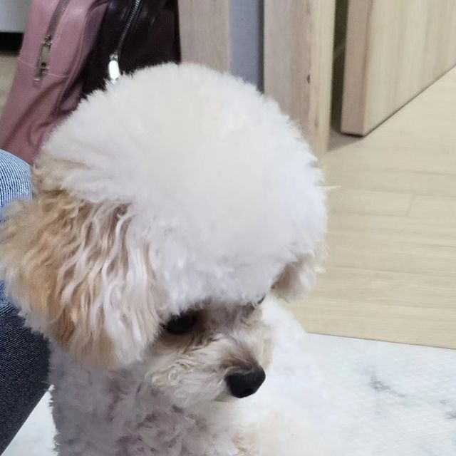 몽이 on Instagram: "#광고 #협찬 우리 댕댕이들에게 꼭 필요한 것 중 하나가 바로 빗이지?!🐶🪮 몽이도 이 빗, 저 빗 다 써봤는데 이번에 털관리에 정말 좋은 빗을 하나 알게 되었어! 바로 꽁냥