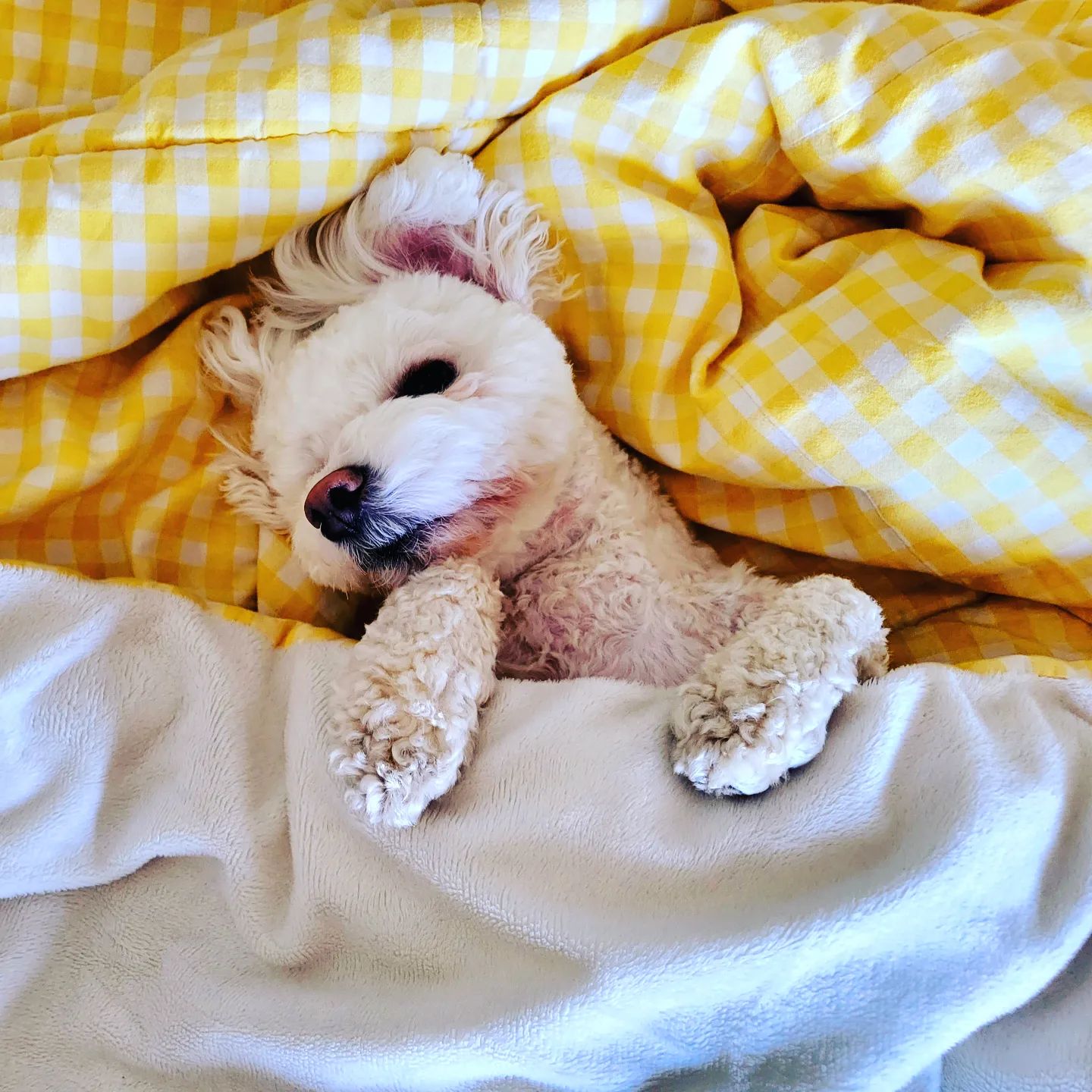 🐶😴😴😴