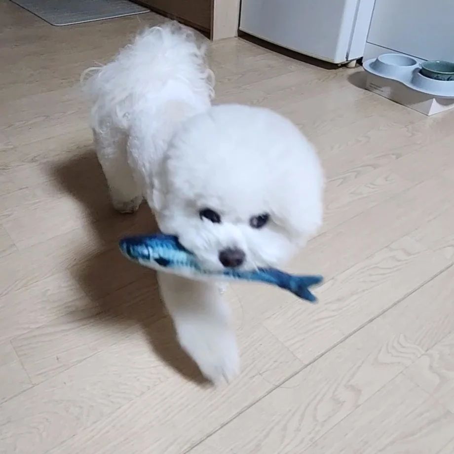 2023.12.5화
가족789일(2년~) 
<백미의 일기>
오늘은 컨디션이 저조해서 잠만 많이 잤더니 금방 괜찮아졌다.
어제 너무 과식했나보다.
--------
엄마생신날 돼지고기 과식한 최후😭 아침에 토! 유치원 변경!

1. 생선 잡아왔어 언니
2. 맛은 별로네
3. 언니 나 갇혔어
4. 아침에 노곤하네
.
#비숑#백미#반려동물동반#강아지동반#애견동반#애견동반카페#애견동반여행#강아지유치원#전문견사#제이독스#챔피언손녀#멍스타그램#강아지#puppy#bichon