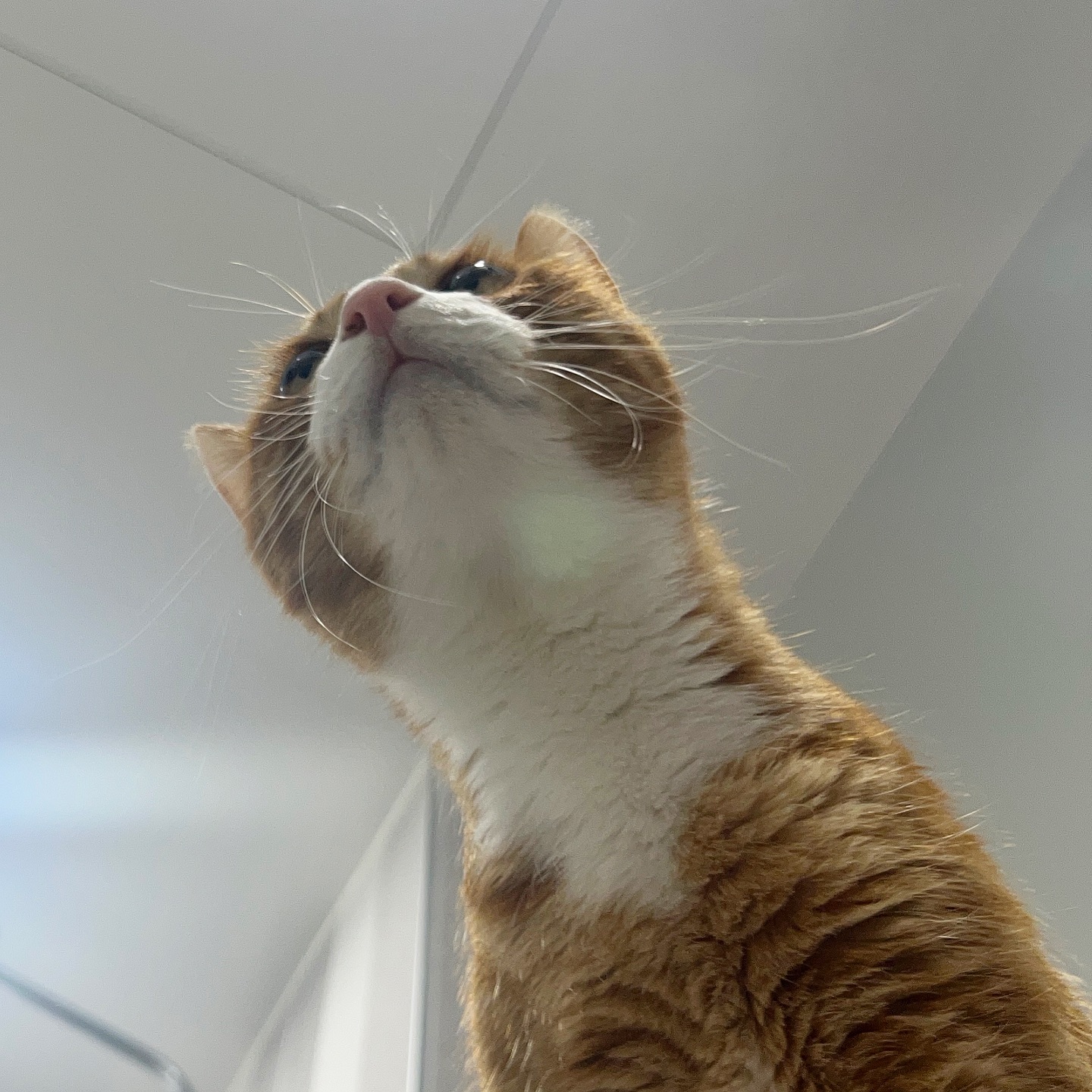 울 고양이 목 삼미터