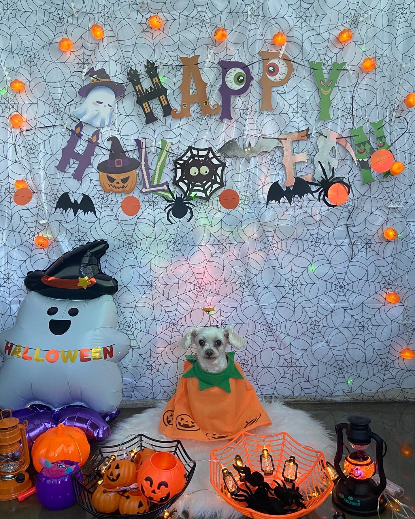 멍학에서 보내는 두번째 할로윈 🎃👻💀
감사합니당❤️
#멍멍아학교가자 #할로윈