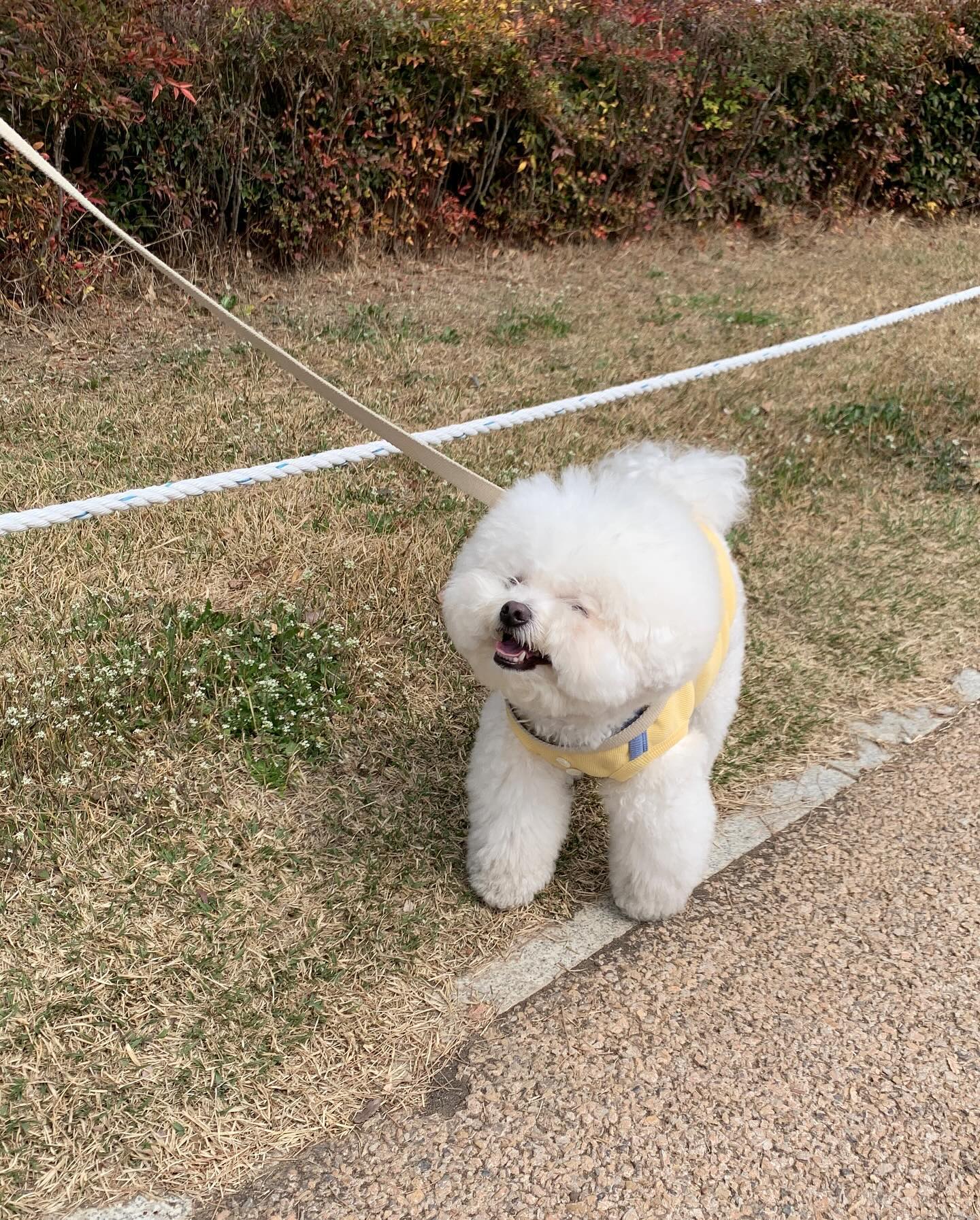 햄보칸 잔디ㅎ.ㅎ