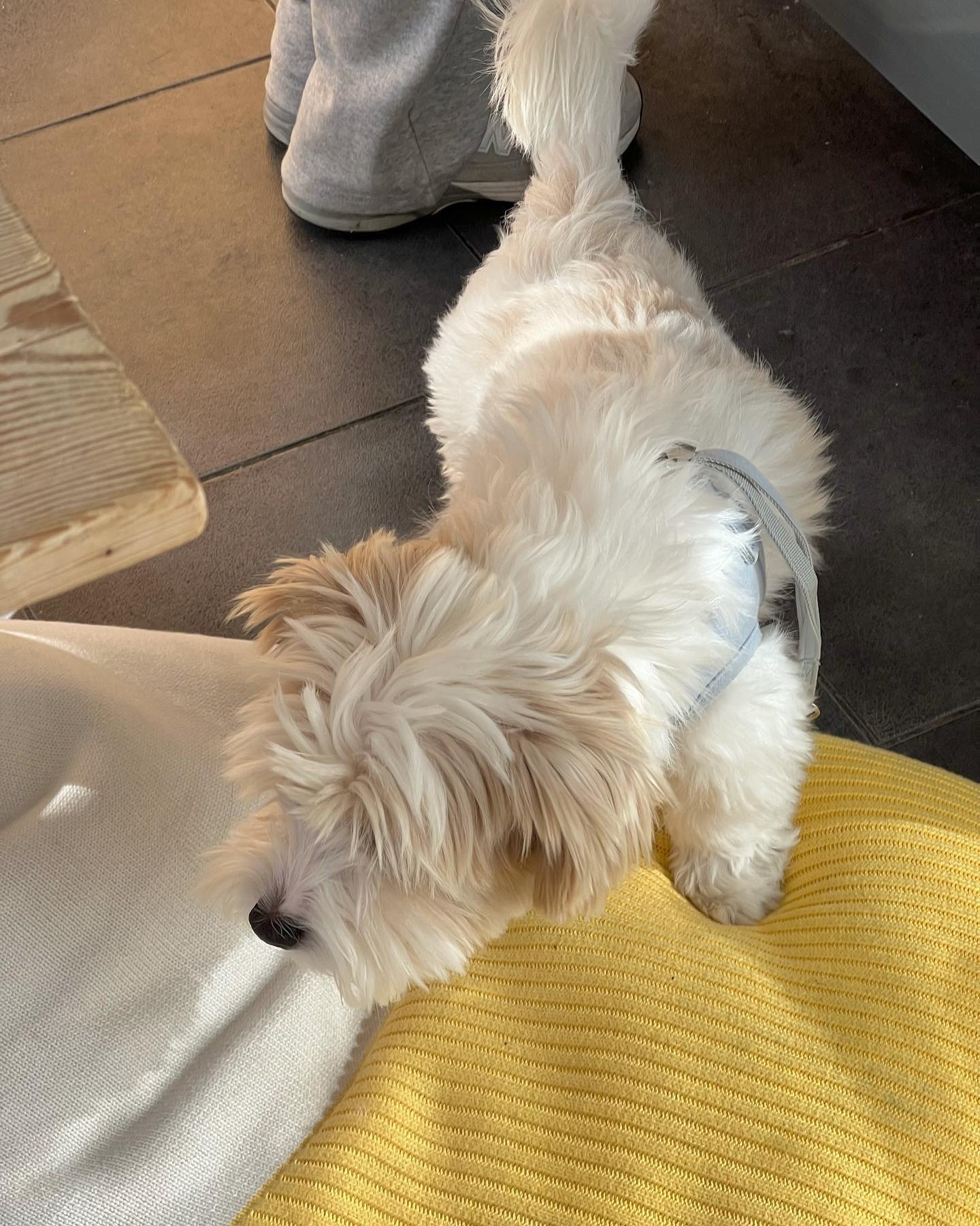 내 이름은 포포, 귀엽지🐶

#망원동카페 #필리커피 #fillycoffee