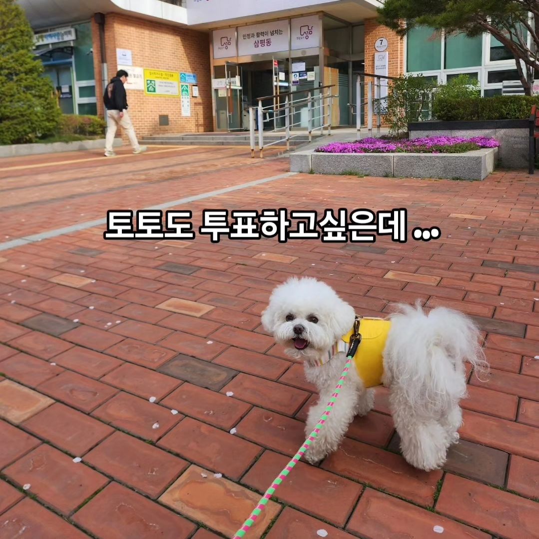 토토도 투표하고 싶었는데 😢
밖에서 누나한테 잡혀서 📷  찍느라 피곤했어요🥱🥱🥱
누가좀말려줘요~~~
봄이 그렇게도 좋냐? 벚꽃이 그렇게도 좋냐?! 🤣🤣🤣