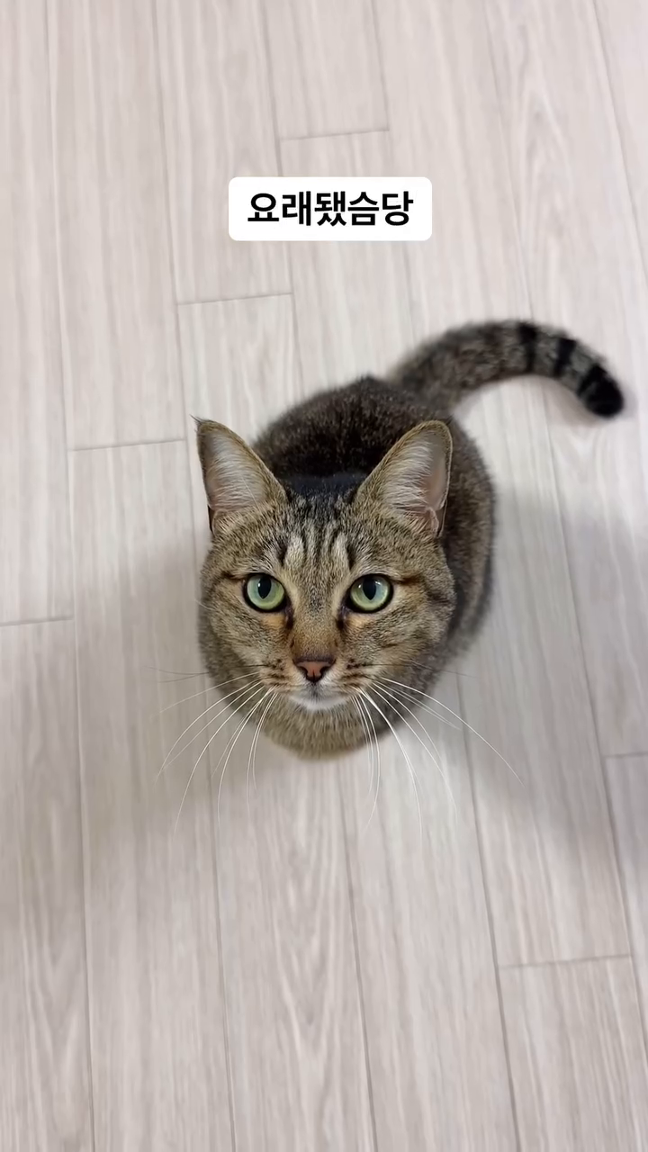 🐱같은 고양이 맞긴 한데
색이 좀 다른 느낌?🧐

#이랬는데 #요래됐슴당 
사진을 찾다 보니 
자꾸 비교가 되어서 재밌더라고요🥰

아가 때는 진짜 쿨톤
검정+흰색 느낌이었는데 
자라면서 누런 바탕에 갈색 무늬 
웜톤 냥이가 되었어요. 

그래도 냐옹냐옹 말 많고 
집사언니 꼬드겨서 잘 놀고 
카메라 잘 쳐다보는 건 똑같아요💖

#새해복많이받으세요 
#항상감사합니다

#이랬는데요래됐슴당 
#솜이 #샴믹스 #고등어냥
#냥집사 #집사그램 #집사환영
