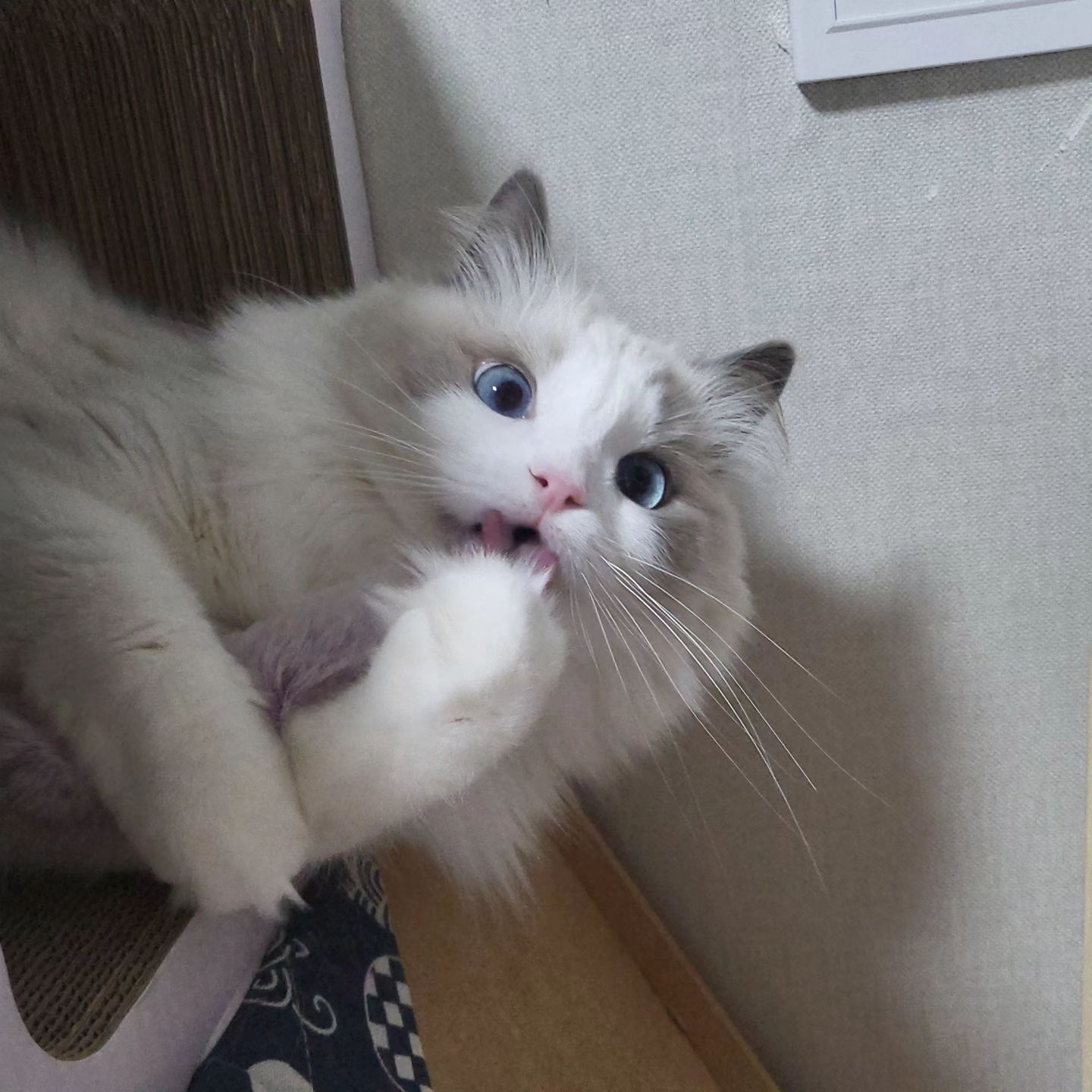 맛있니? 

#맑눈광고양이