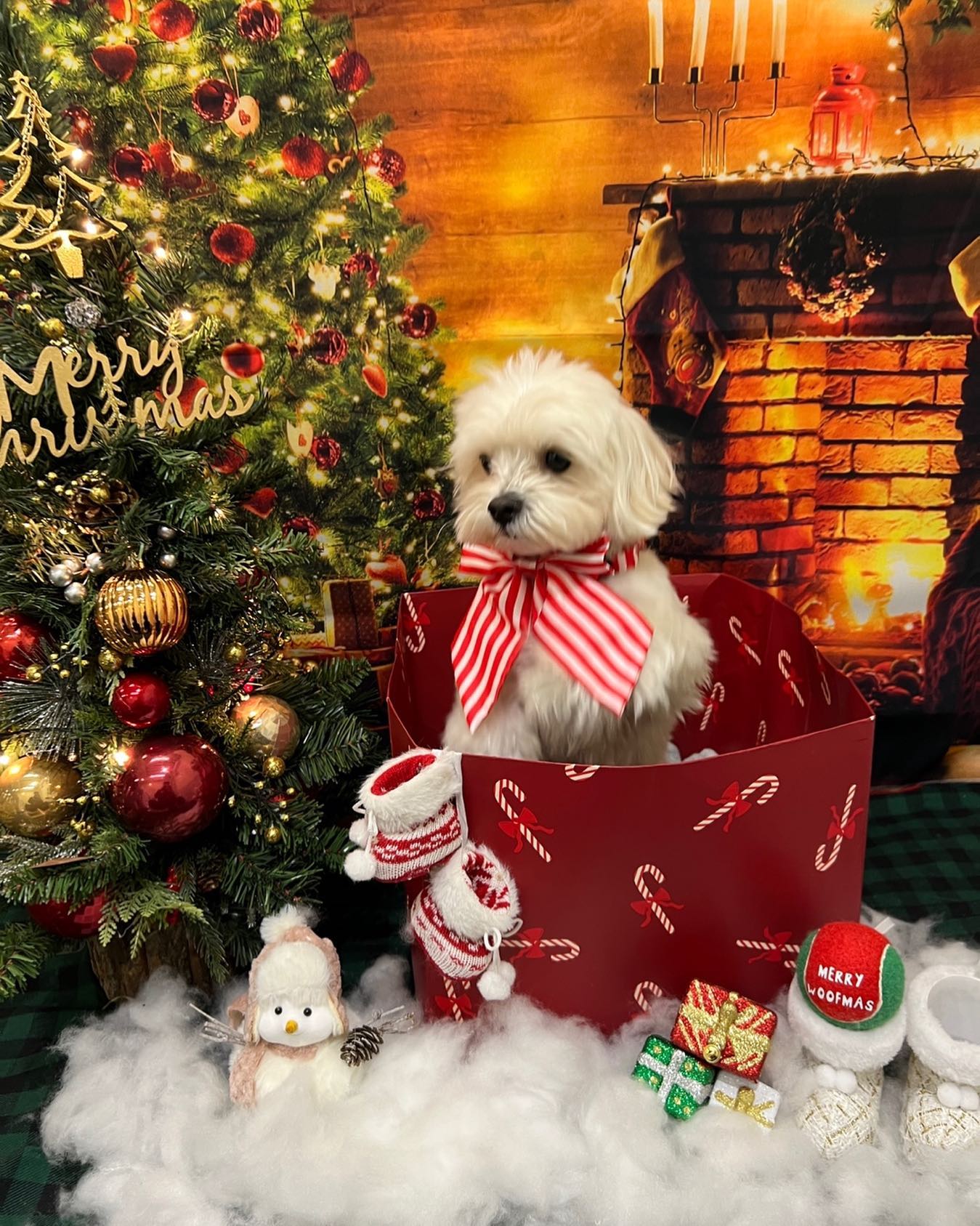 유치원에서 크리스마스촬영한 삼식🎄🎄
칭구드랑 크리스마스 잘보내뗘???
#크리스마스 #댕스마스 #christmas 
.
.
.
.
#일상 #daily #강아지 #멍스타그램 #반려견 #dog #puppy #dogstagram #멍멍이  #daily  #소통 #견스타그램 #데일리 #강아지그램 #독스타그램  #instadog #petstagram #말티푸 #좋아요 #애견 #강아지스타그램 #멍스타그램 #강아지모델 #애견카페 #강아지친구 #강아지일상 #멍팔 #멍팔맞팔