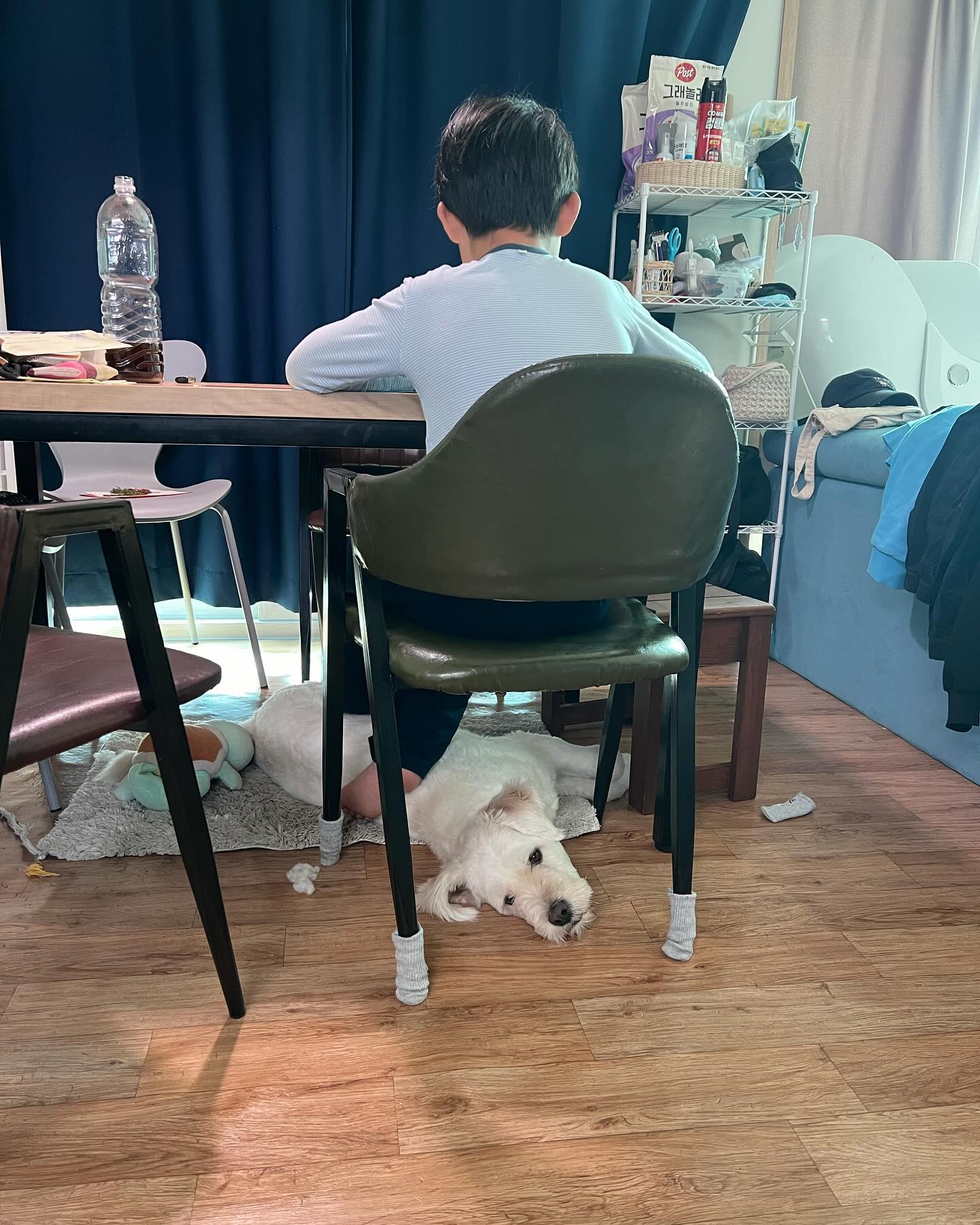 #형아가좋아요
공부하는 형아 옆...도 아니고 밑을 지키는 #짬뽕이
#귀요미
심심한지 저렇게 누워있네요~~
형아 발밑에 ㅋㅋ