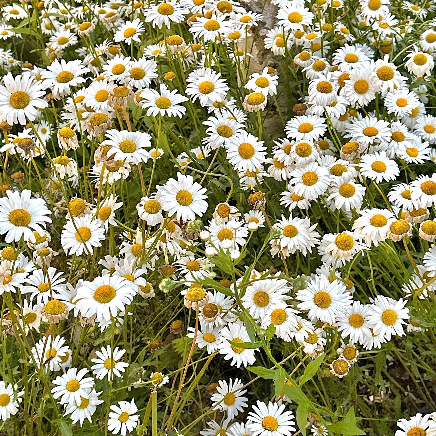 ⠀⠀⠀⠀⠀⠀⠀⠀⠀
집에서 노닥거리다 날 좋을 때
해질녘 데이지 보러 , '◡'✿
🌼🌅💛🤍💛🤍 ~~