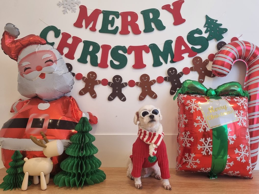 🎄𝓜Ẹŕⓡʸ 𝕔ʰгเ𝕤𝕋𝐦ａѕ 🎄
작년 왁왁짖짖 인싸견이 되었던 뵬찌는 올해는 후다다닥 생각보단 덜후다다다닥 유치원 크리스마스를 다녀왔습니다🐾
2024년 클슈마스엔 올해보다 더 젊잖게 참여해보겠습니다🤓
🎅🏻🧑🏻‍🎄달력에 생일까지 체크해준 똔땜미 너무 조아해🫶🏻