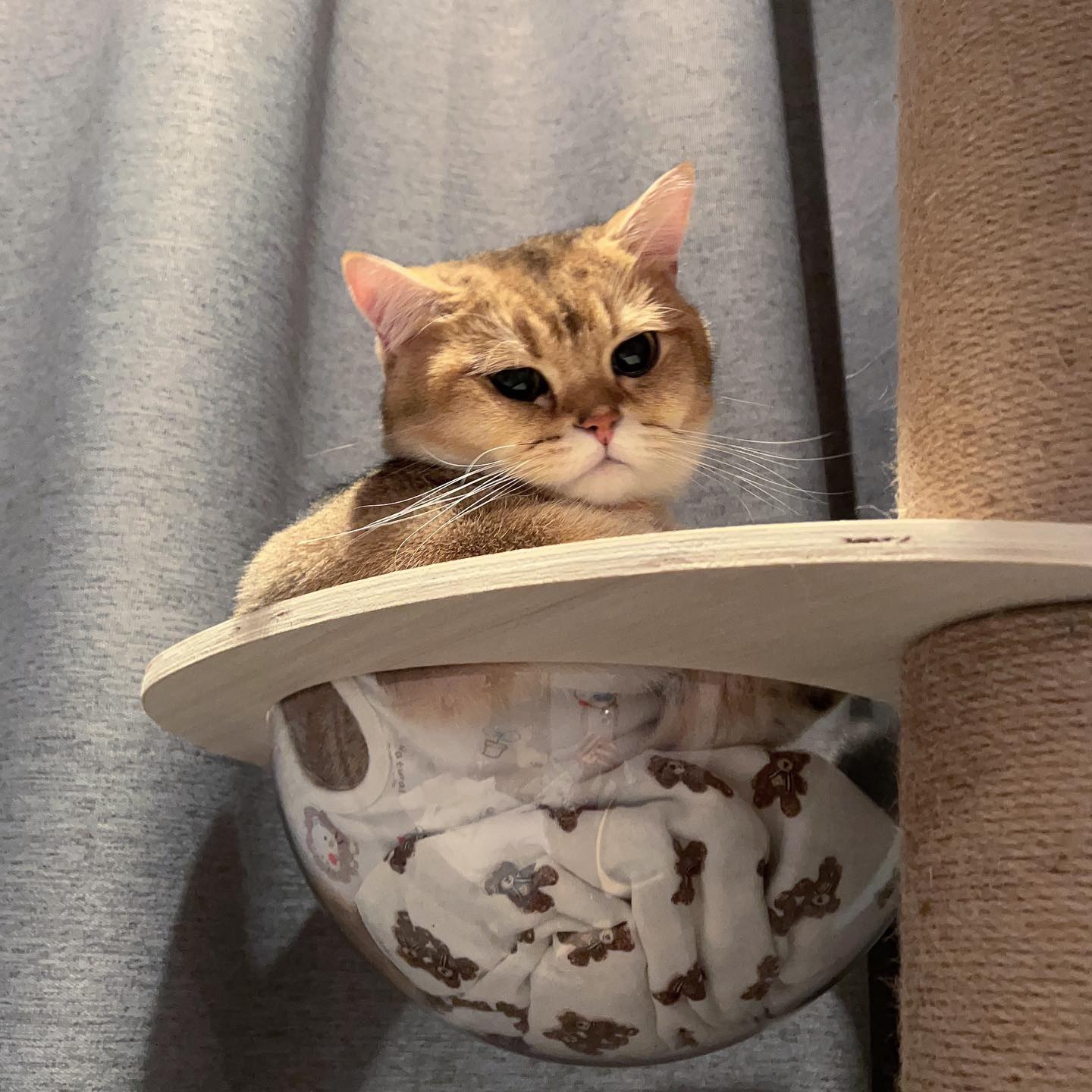 여기에서 쉬고싶다냥 
#랑이의일상 #반려묘 #고양이 #cat