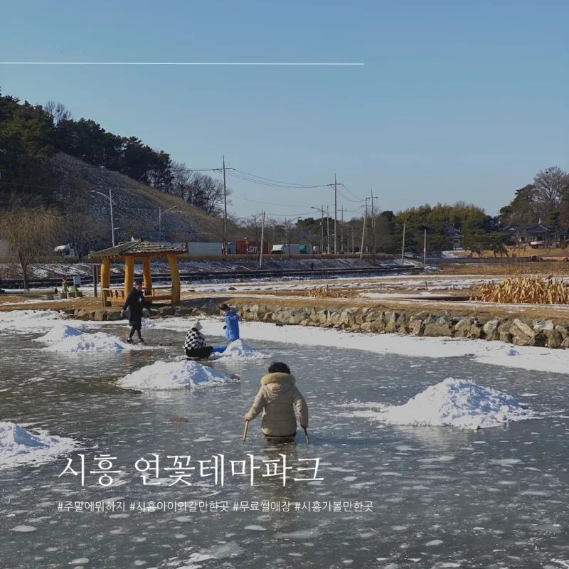 시흥 연꽃테마파크 관곡지 다녀왔습니다.
겨울이여서 연꽃은 볼 수 없었지만 꽁꽁 얼어붙은 연못이 아이들의 놀이터가 되어 썰매를 탈 수 있어요.

어른들은 연근을 구매할 수 있어요. 시중가보다 훨씬 저렴한 가격으로 구입할 수 있어서 저도 자주 방문하는 곳이예요!

기타 자세한 내용은 블로그에 있습니다.
많은 방문 부탁드려용

#시흥 #시흥가볼만한곳 #연꽃테마파크 #관곡지 #썰매장 #스케이트장 #빙판 #아이들과가볼만한곳 #아이동반 #시흥여행