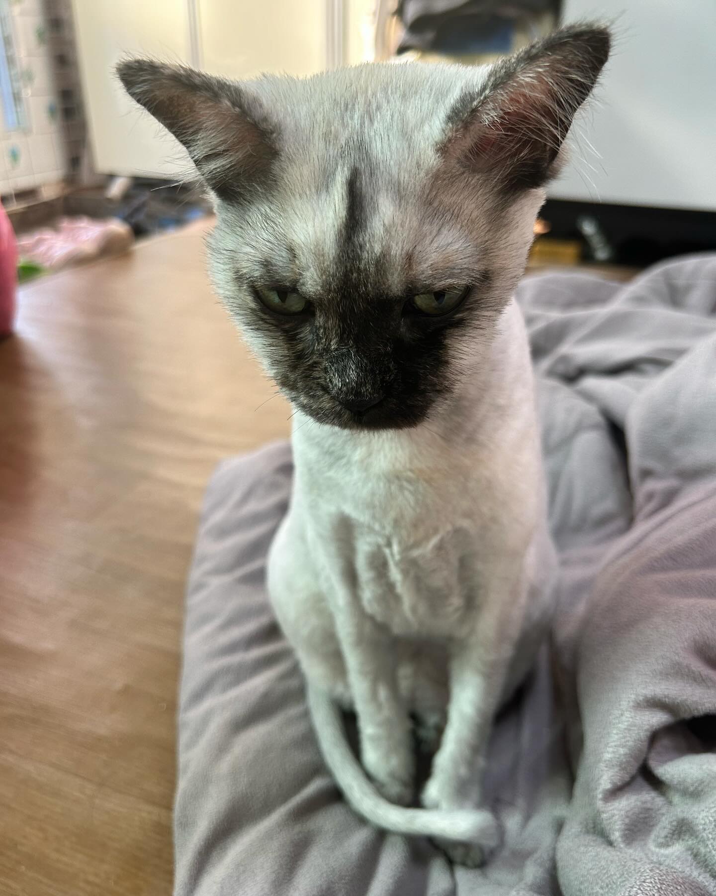 어우야.. 여기 좀 보라고.. ㅠㅠ..
#고양이 #셀프미용 #친칠라 #카오스 #야매미용