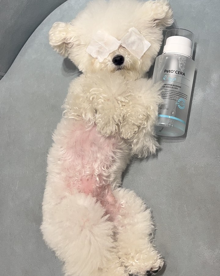 깨끗하개 맑개 자신있개🐶.
.
.
.
.
.
.
#강아지눈꼽 #강아지눈물냄새 #강아지눈물관리 #푸들 #비송 #견스타그램 #멍스타그램 #댕댕이 #강아지모델 #토이푸들 #강아지
#개린이 #귀여운강아지 #반려견 #poodle #bichonfrise
#puppylove #poodlesofinstagram #dogstagram