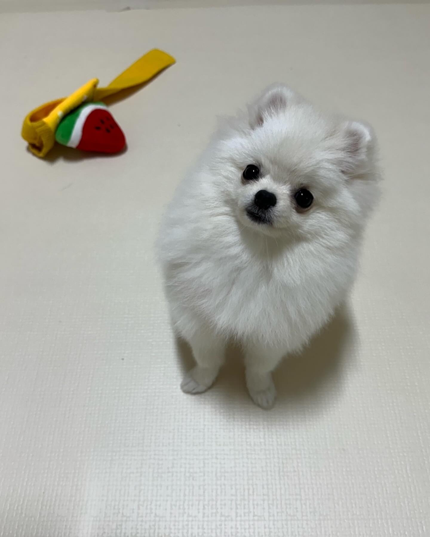 임모들 친구들 다 즐추 즐추 ☺️❤️

#멍스타그램 #멍팔맞팔 #멍멍이 #강아지일상 #강아지 #puppy
#댕댕이 #댕댕이그램 #댕댕이 #새끼강아지 #포메라니안 #포메
#포메라니안그램 #견스타그램 #멍스타그램 #팔로우 #cutepuppy
#귀여운강아지 #아기강아지 #멍멍이맞팔 #댕댕이 #댕팔 #좋아요