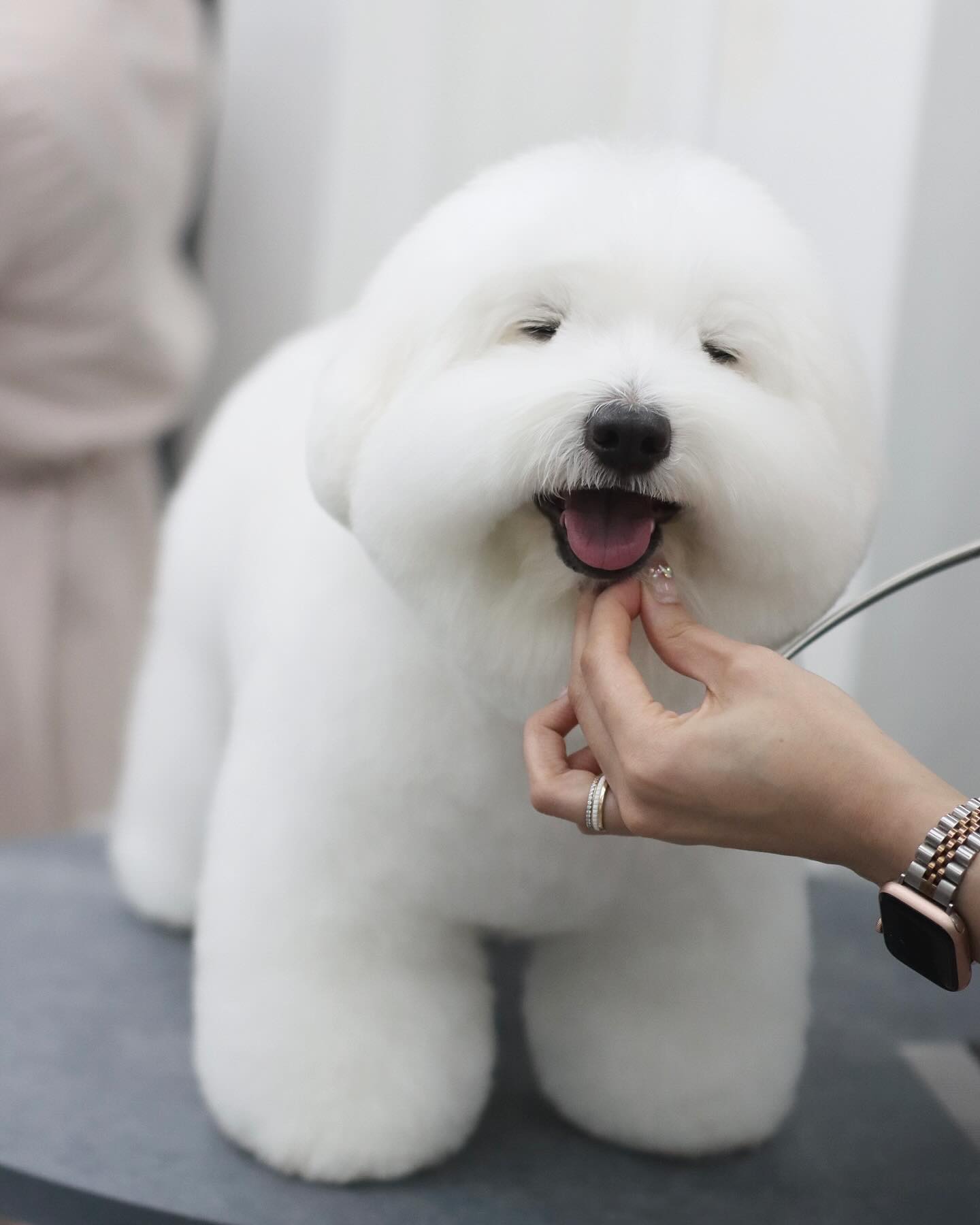 망고 ◡̎ #도미네로_꼬똥

𝙵𝚊𝚌𝚎 ➾ 하이바컷
𝙱𝚘𝚍𝚢 ➾ 4cm 가위컷
