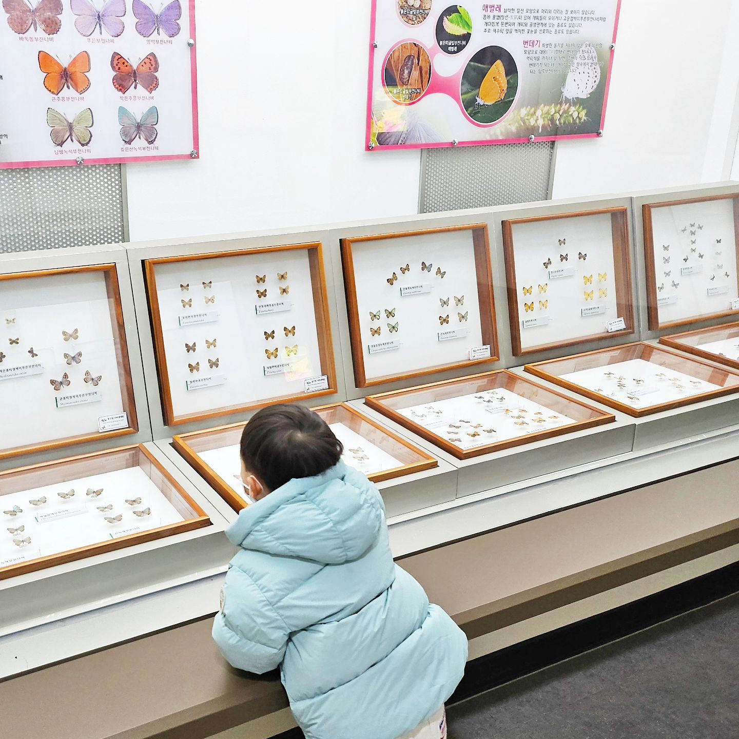 💫

파워 인태기😌

.
.
분명해지는 발음이 아쉬운 요즘
처음 말을 시작할 때와 비교하면 문장 구사 능력도 많이 늘었지만 특히 발음이 꽤 분명해졌다

말이 빠른 아이는 아니었어서 22~23개월 즈음부터 말을 시작했는데, 
단어 > 단어+단어(조사 사용 못함) > 조사 포함해 짧은 문장 구사 > 이제는 어른처럼 길고 연결된 문장을 말할 수 있다

딱 24개월이 지나면서 말이 폭포수 쏟아지듯 급격하게 늘었음

요즘 엄빠 제일 많이 하는 말
😯이제 아주 못하는 말이 없네!

.
.
분명해져서 아쉬운 몇 가지 발음들
✔️아용 > 야옹
✔️아비야 > 나비야
✔️아머니 > 주머니
✔️고맙쁨니다 > 고맙쯤니다
✔️안낭 > 안농

나머진 기억이 잘 안나네!
대체로 자음을 잘 발음하지 못했는데 이제 ㄹ 을 제외하곤 대부분 발음 가능

그래서 아직 뽀오오(뽀로로), 이어나써?(일어났어?), 비여주는거야(빌려주는거야) 등으로 말한다
언젠가 ㄹ도 분명하게 발음하는 날이 오겠지🥺

.
.
아직 이, 가 사용이 정확하진 않아서 '선생님가'라고 말하는데 넘 귀욥🦔
선생님 빼곤 이, 가 사용이 틀렸다고 생각한 적 없는데 선생님은 왜 꼭 '가'를 붙이는지 모르겠네🤔

.
.
말할 줄 아는 작곡가가 늘어나고 있다
원래 발음이 쉬워서였는지 쇼팽밖에 몰랐는데 베토벤, 차이코프스키를 거쳐 이제 라흐마니노프(NEW!) 도 말할 줄 안다
차이코프스키나 라흐마니노프보단 슈만이나 바흐가 더 쉽지 않나🤔?

지휘자는 무티, 키코 라고만 말하던 걸 요즘은 리카르도 무티, 키릴 페트렌코까지 말할 수 있다
본인이 오케스트라 공연 영상을 보면서 지휘하는 모습을 보고 꽂혀야 이름을 외우는 것 같은데 아직 페트렌코 이후로 꽂히는 지휘자가 없는 듯

.
.
여전히 최애 악기는 바이올린
요즘 꽂힌 악기는 트롬본
한~창 팀파니에 꽂혀 팀파니 연주만 흉내낼 땐 정말 시끄러웠는데^^
요즘은 트롬본에 꽂혀서 조용해서 좋음

현악기는 바이올린 들고와서 흉내내고 타악기는 두드려대며 흉내내서 시끄러우니 앞으로도 관악기 위주로 꽂혀주라 아들^^...

.
.
노래할 때 음의 높낮이가 생겼다
그동안 한 음으로만 노래해서 가사만 듣고 무슨 노래인지 유추했어야 했는데
이제 제법 음의 높낮이가 생겨서 이제는 가사만 듣고 무슨 노래인지 유추해야함ㅋㅋㅋㅋㅋㅋㅋㅋㅋ

.
.

휴 대충 밀린 기록 어느정도 한 듯!

#이열매👶🏻 
#29개월아기