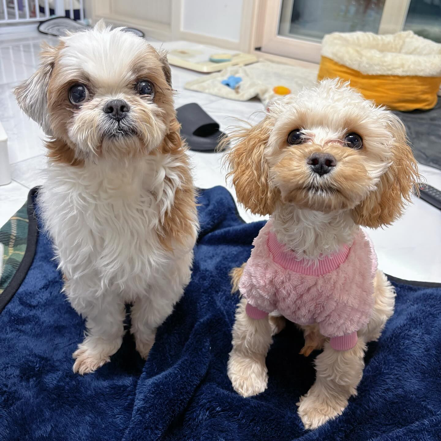 내 새끼덜🫶
건강하게 오래오래 행복하게 함께 살자