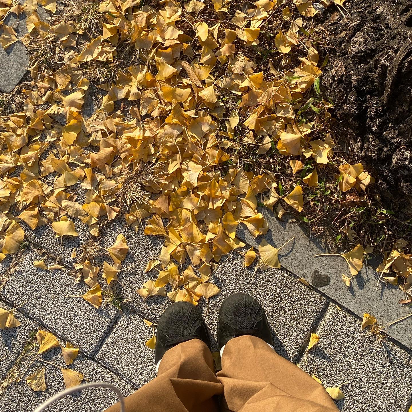 같이 걸읍시다🍁🍂🤎🧡
