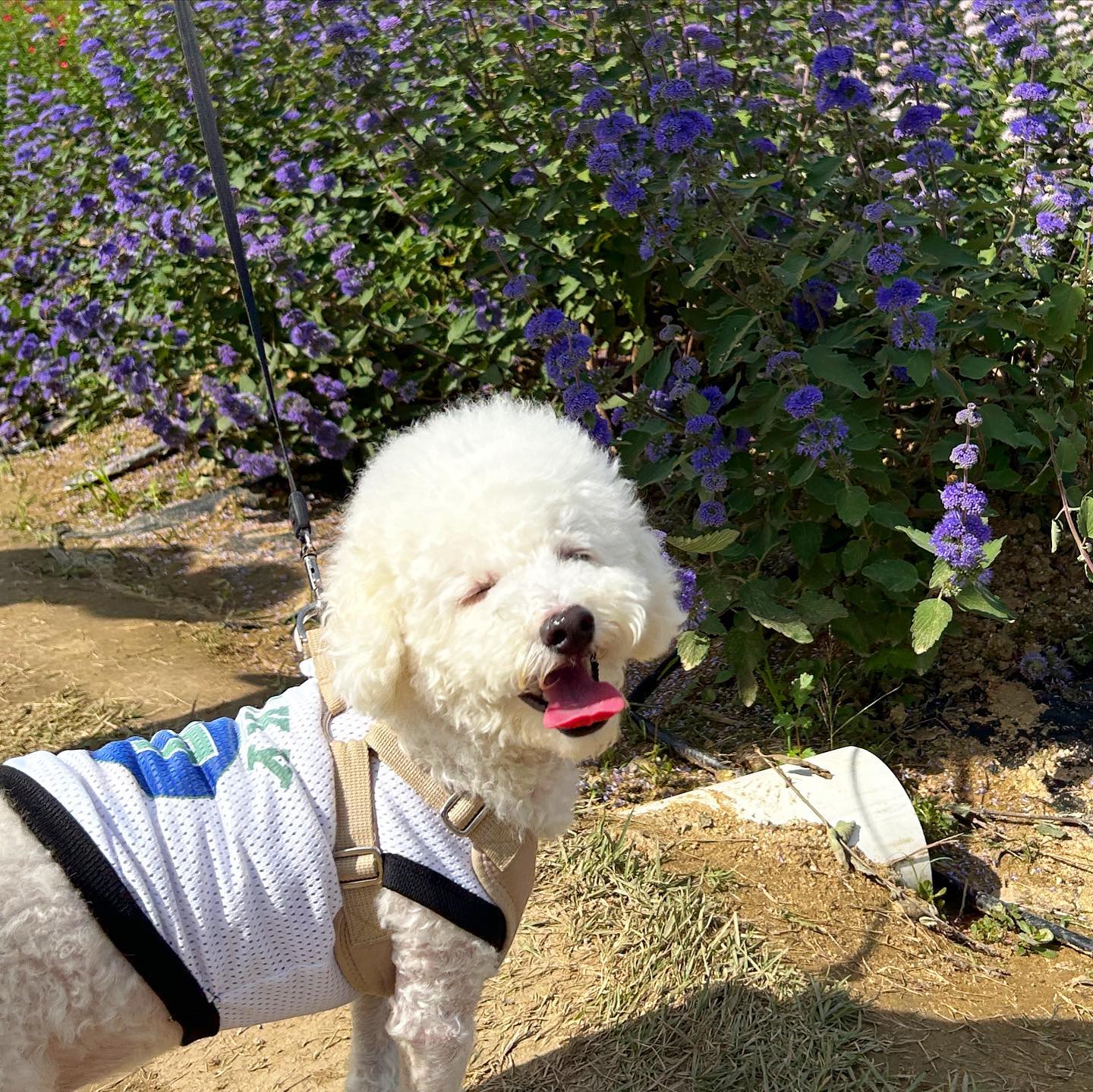 #꽃 #짱구 
#산책 #여짱구 #나리공원