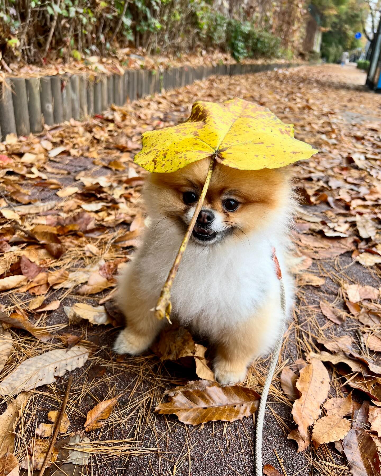 단풍모자 잘어울리네 울애기🍁🤣