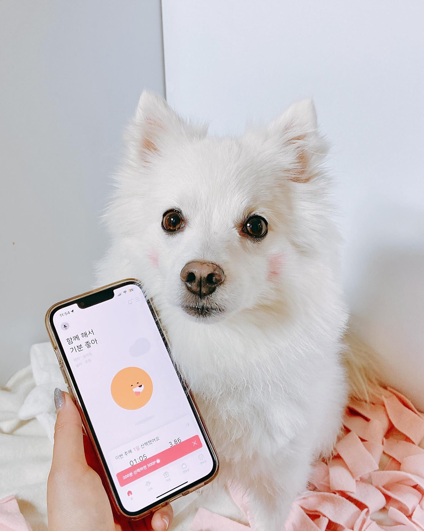 #광고

평소 퇴근하면 산책나가기 바쁘다보니 별도로 산책시간이나 횟수를 체크하기 어려웠는데 #펫핑 을 통해서 일주일에 산책 횟수와 시간을 기록하면서 관리할 수 있다는 점에서 노령을 앞두고 있는 미호에게 너무나 도움이 될 것 같다👀

여기에 더해서  산책을 하면서도 미션달성을 통해 리워드(핑)을 받을 수 있는데 이 리워드로 펫핑샵(인앱)에서 구매까지 가능하다구

다른 앱은 열심히 리워드 모아도 막상 쓰려고 하면 리워드 비율이 있어서 결국 내 돈을 쓰게 만드는데 이 앱은 리워드만으로 구매가 가능하다보니 꾸준하게 모아서 미호 까까 주문할 맛이 난다🐶

산책도 하고 미호 까까값도 벌고 이게 바로 1석2조 아닌가✔️

첫 일주일동안 산책미션을 모두 완료하면 총 2,300원의 리워드를 받을 수 있으니 얼른 견주분들 혜택 받아가세요오🎉

.
.
.

#펫핑 #산책 #강아지산책 #반려견산책 #산책어플 #앱테크 #강아지스타그램 #유기견 #이벤트 #리워드