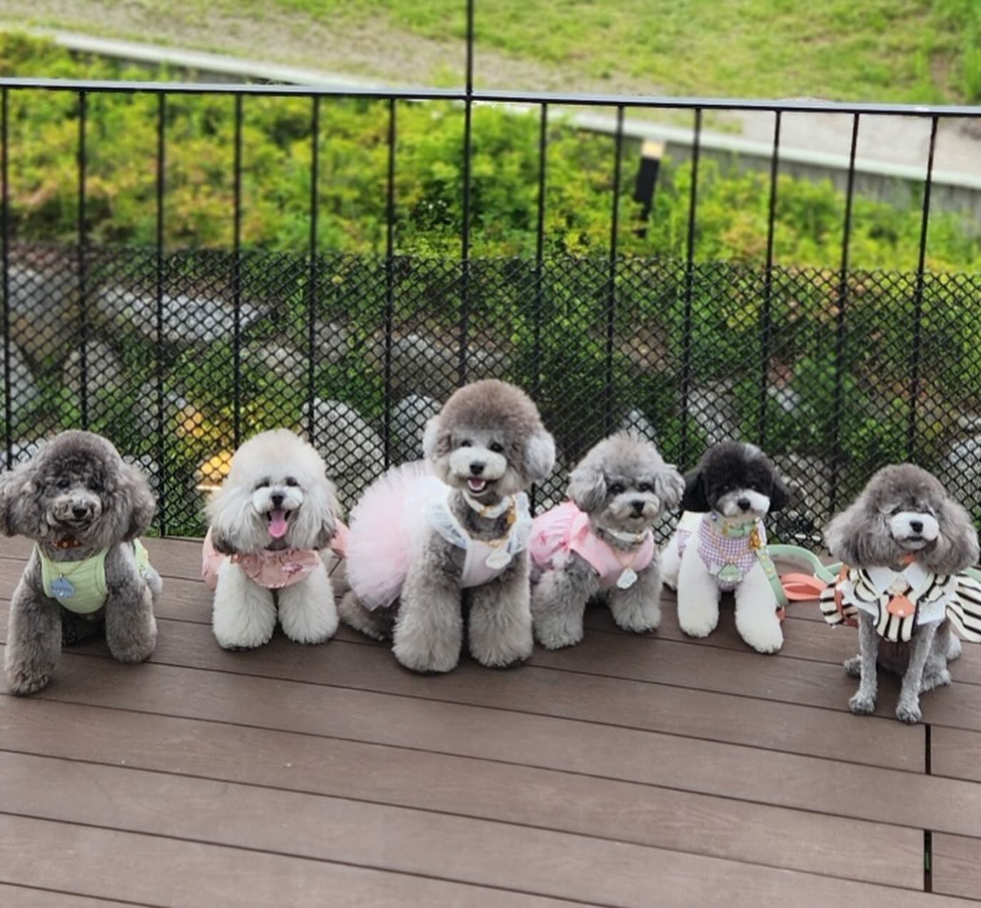 즐거운 토요일😍
5월 모임도 행복하게~

꼬루, 하몽, 라린, 레아, 제이
이렇게 모여
3군데를 거쳐 오늘도 피개행개😉
6월엔 일산입니다~^^

#미엔마이독스
#더드림핑드림골 
#코니아일랜드
#실버푸들
#또글이
#피개행개

📍미앤마이독스
경기 남양주시 화도읍 북한강로 1109-13

📍더드림핑드림골
경기 남양주시 화도읍 북한강로 1630-18 드림골 
야외바베큐 캠핑식당

📍코니아일랜드
경기 남양주시 화도읍 북한강로 1627