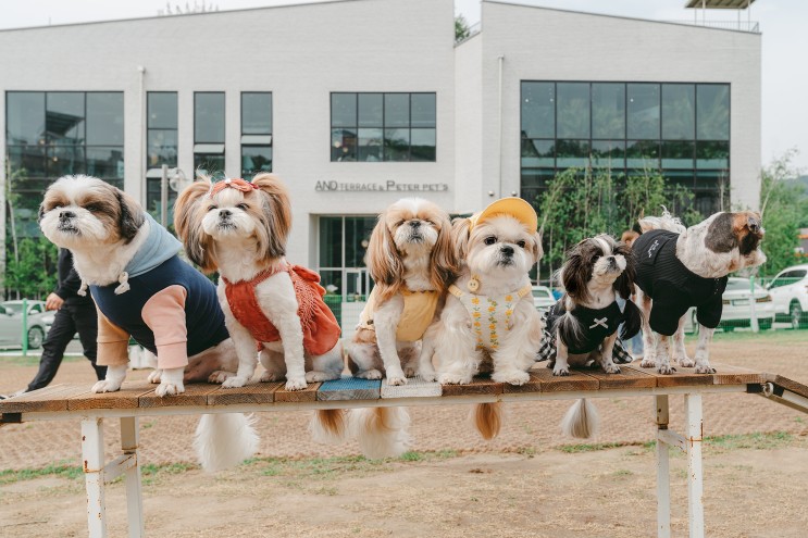 일산 애견동반카페&애견운동장﹝앤드테라스 & 피터펫츠﹞🐶