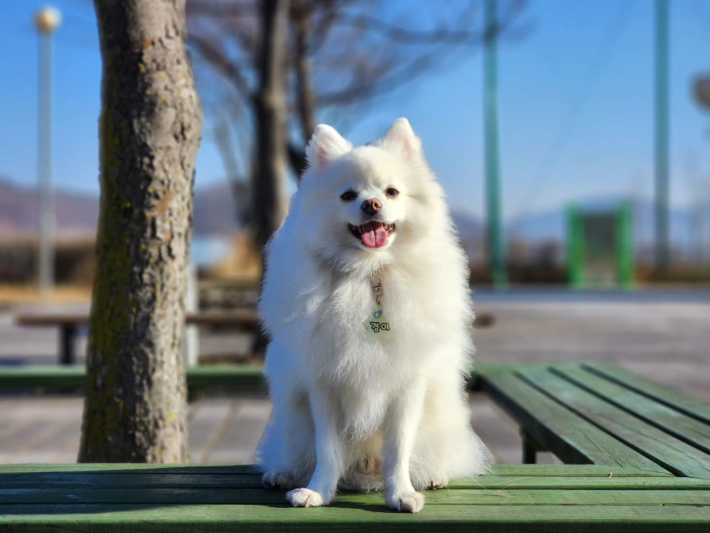 날씨가 너무 좋아💕
.
.
.
#겸이 #일상 #산책 #일상이화보 #spitz #dog #daily #pompitz