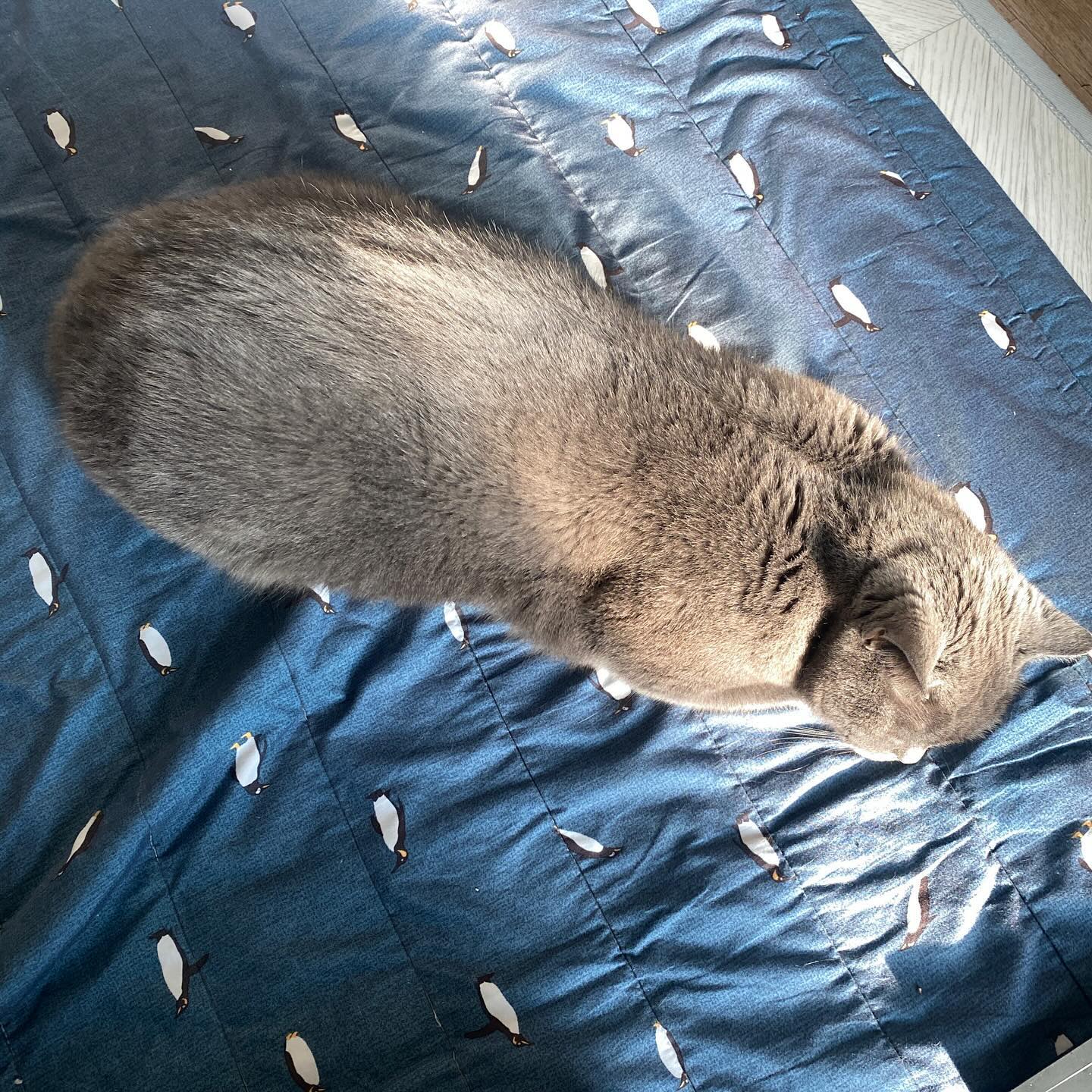 🐈‍⬛
친구 동생이 
8년전에 준
흑임자 인절미
노릇하게 구워지는 중