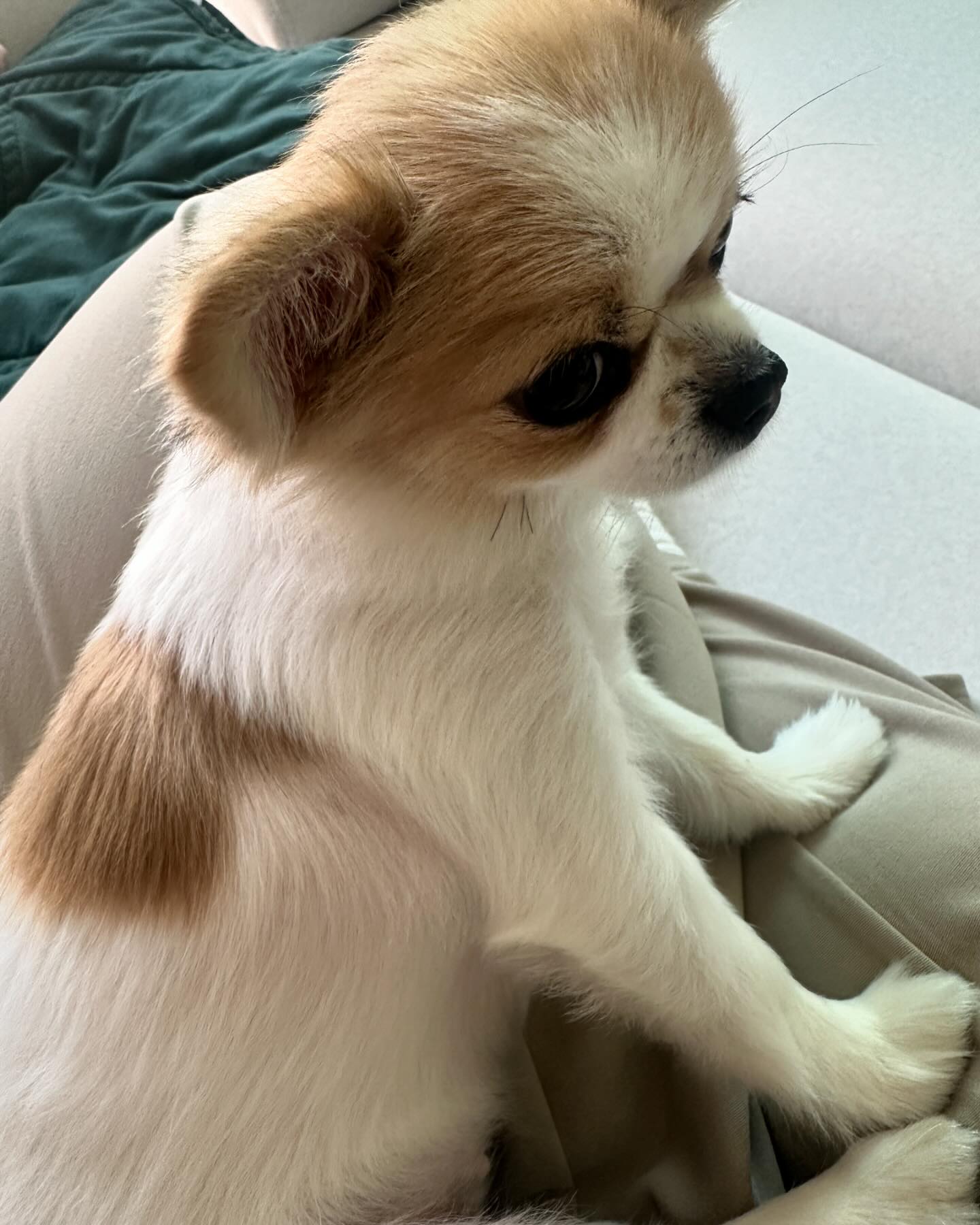 #연휴

강아지 둘
새콤달콤한 망고🥭
살기좋은 옥천 불맛쭈꾸미+도토리묵 
공칼가서 안매운 칼국수+이름만 왕만두+(범죄도시4)
나빼고 스크린+아침에 만들었다는 떡+아바라+개성주악 등등
마무리는 삼겹살🥓 우리가족 단골이라고 특수부위 주셨는데 우설은 먹어봤어도 돈설은 처음! 맛있었다… 🫢

#노는게제일좋아