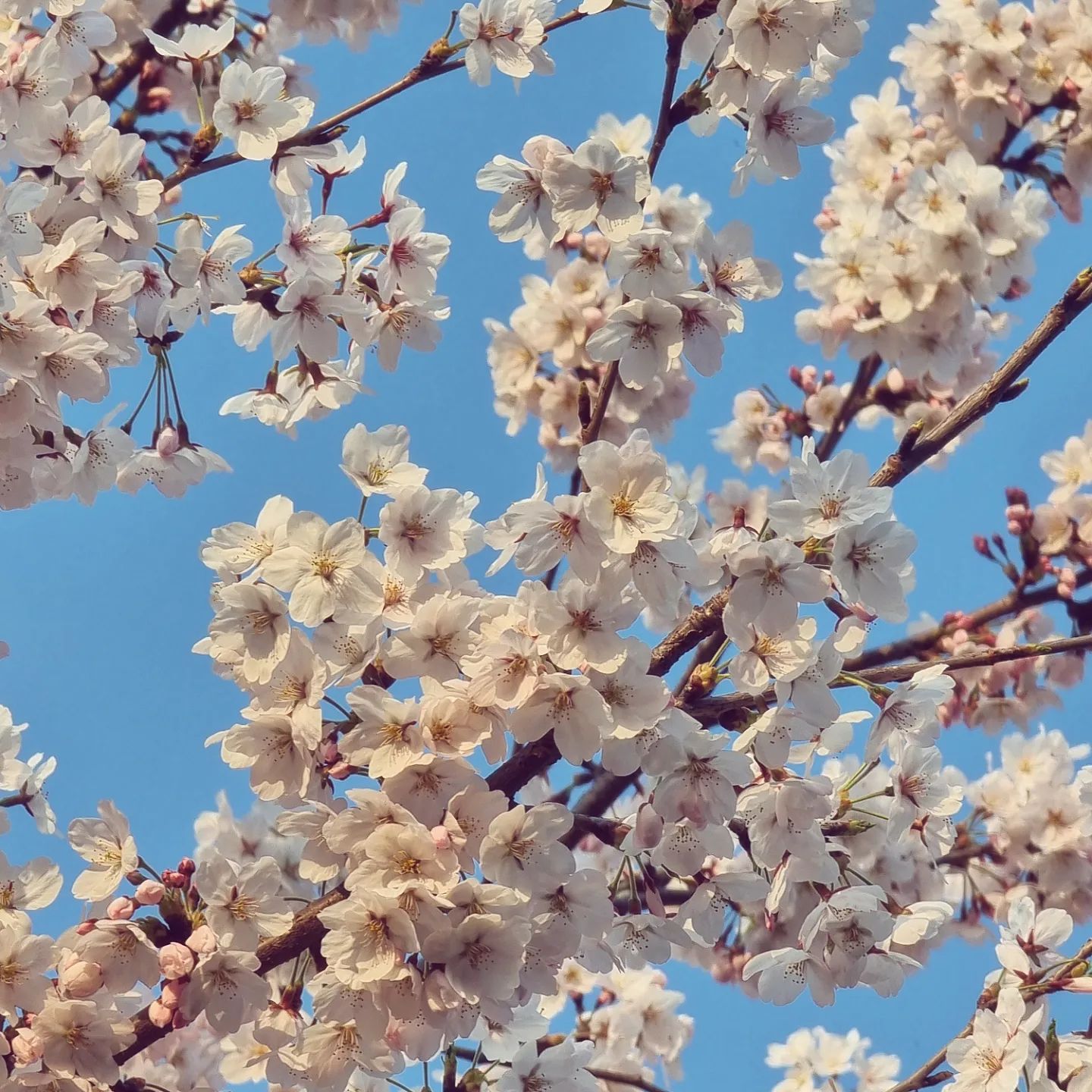 .

벚꽃 예쁘다 너 🌸

 ⠀ 
 ⠀ 
 ⠀ 
 ⠀ 
 ⠀ 
 ⠀ 
#일상 #daily #instadaily #일상스타그램 #일상그램 #데일리그램 #오늘 #데일리 #인친 #예쁘다그램 #바쁜일상 #소통그램 #소통해요#소통환영 #소통 #좋아요 #선팔 #선팔하면맞팔 #맞팔해요 #팔로미 #follow4follow #친스타그램 #선팔하면맞팔가요 #like4like#벚꽃#벚꽃길#집앞벚꽃길