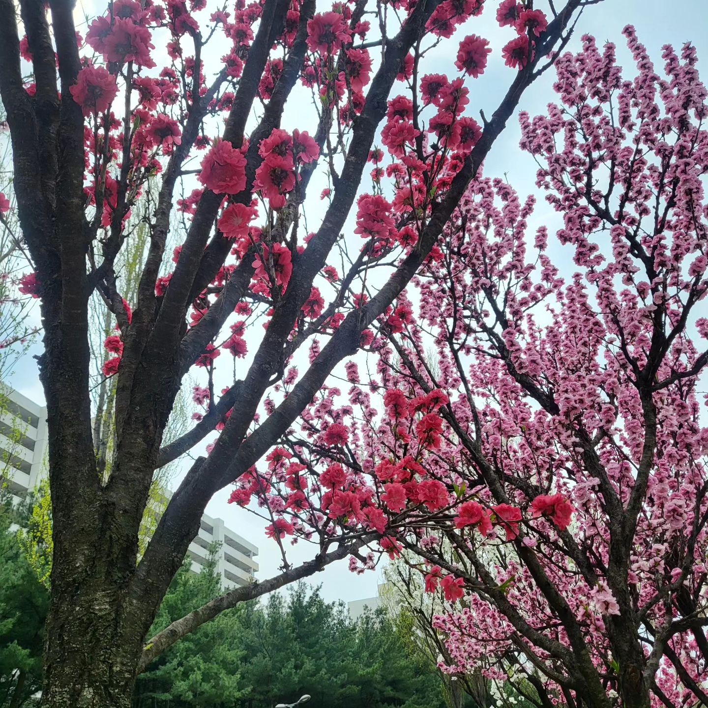 엄마랑 산책하다 예쁜 꽃들 발견!
형형색색으로 물든 게 아주 예쁘네!!

최근 들어 쉬는 날 집 앞 마트만 나갔다오고
산책은 안 했는데 오랜만에 산책하니
이젠 정말 봄이구나~

안녕? 봄아🌸

#오늘의산책 #완료 #오산완 #엄마랑산책 #이젠봄이네 #안녕봄아